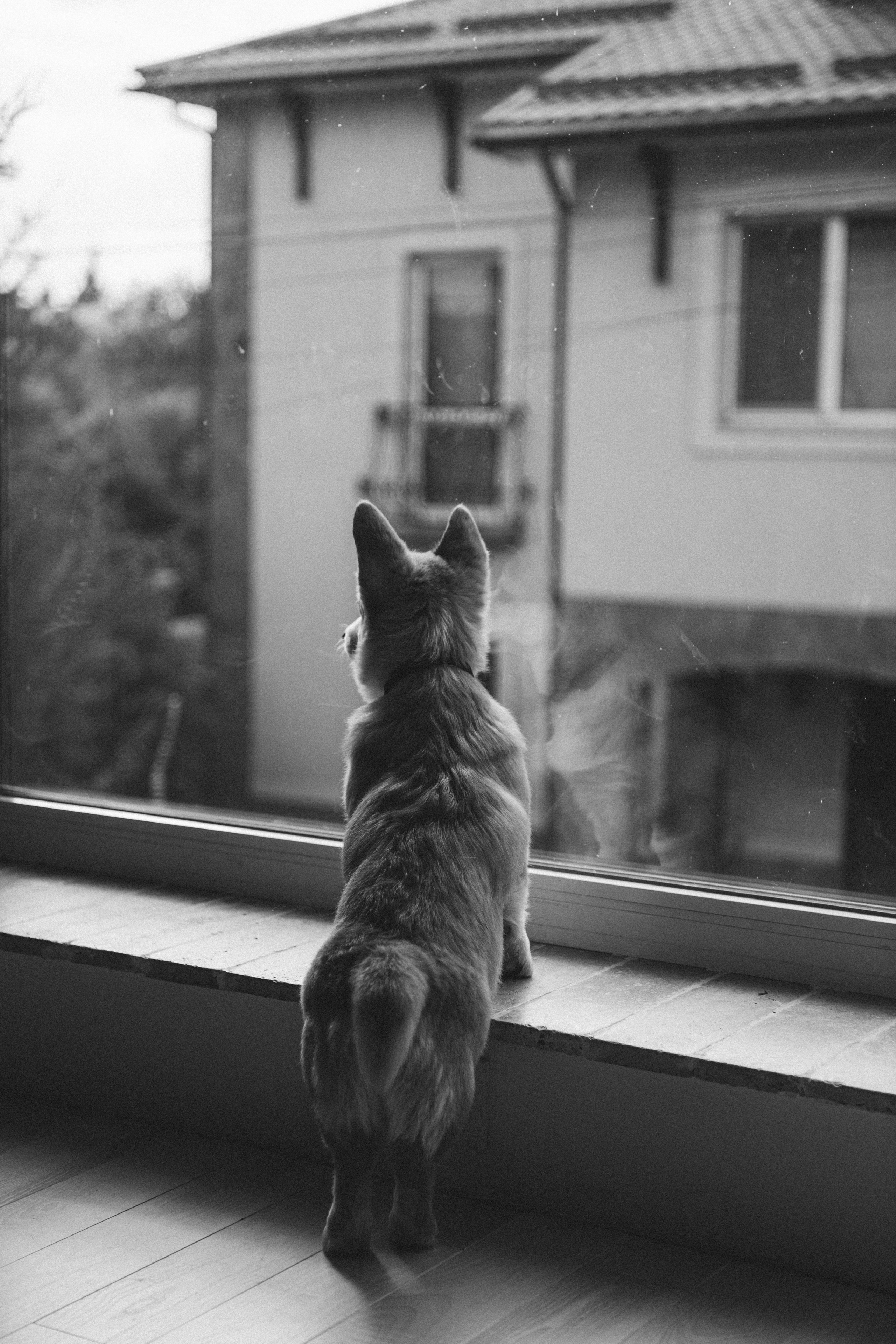 Коргі. Репортажний та сімейний фотограф Дар’я Хорошавцева