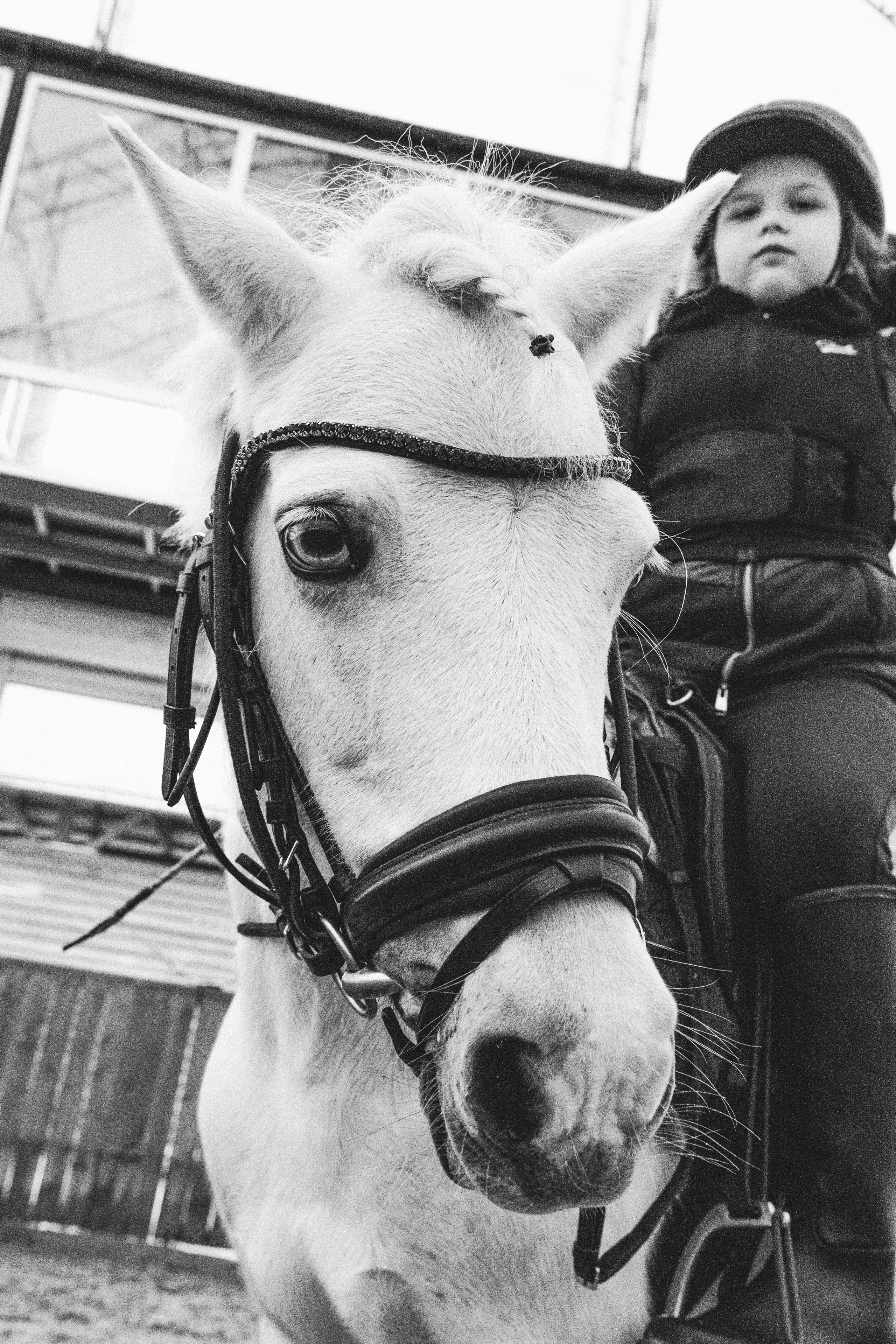 Стефанія. Кінний клуб Balaton. Репортажний та сімейний фотограф Дар’я Хорошавцева
