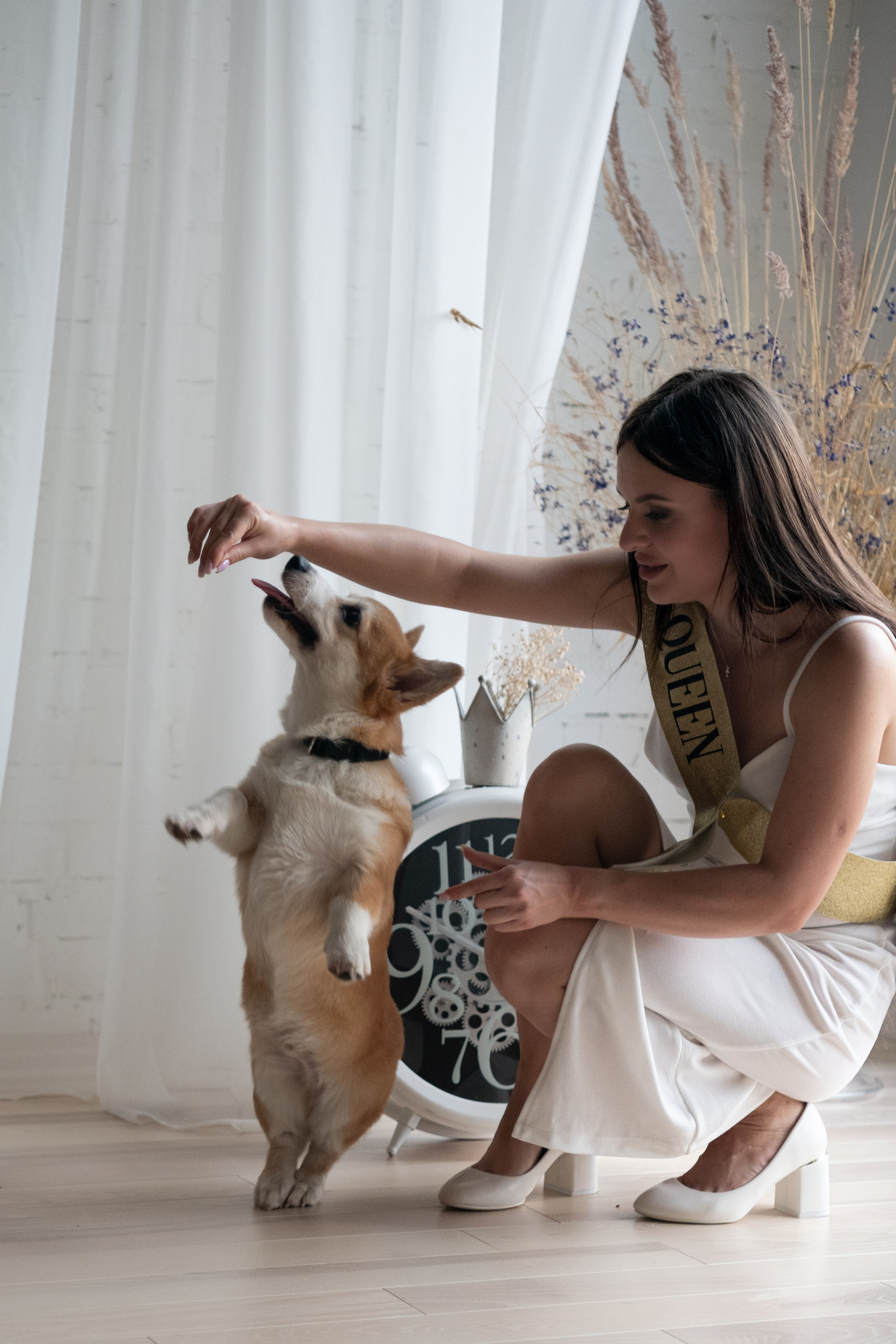 Коргі. Репортажний та сімейний фотограф Дар’я Хорошавцева