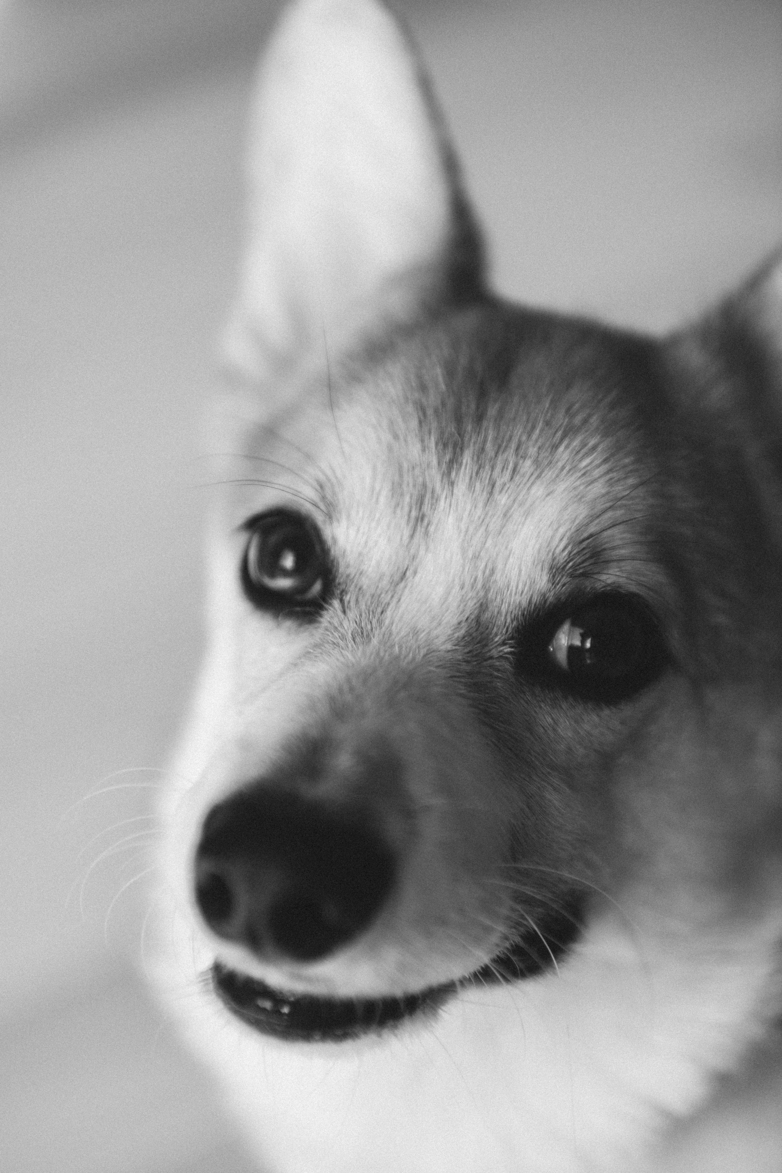 Коргі. Репортажний та сімейний фотограф Дар’я Хорошавцева