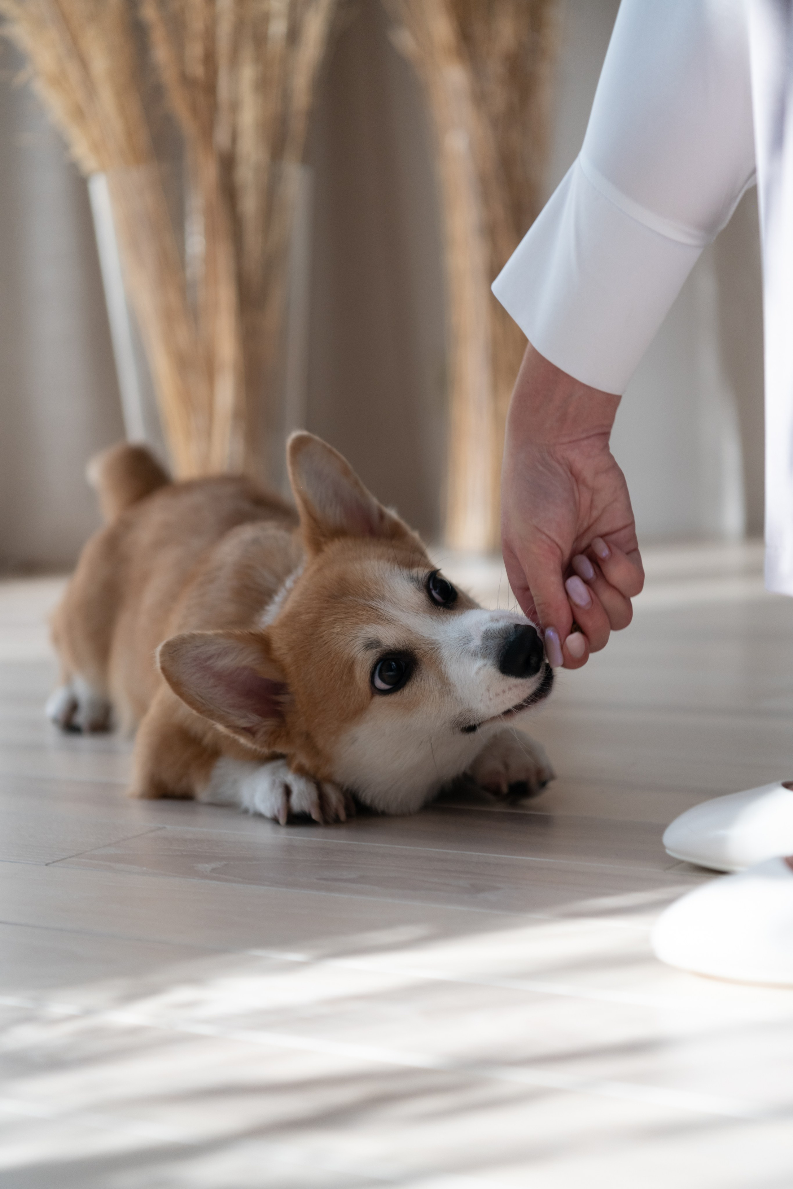 Коргі. Репортажний та сімейний фотограф Дар’я Хорошавцева