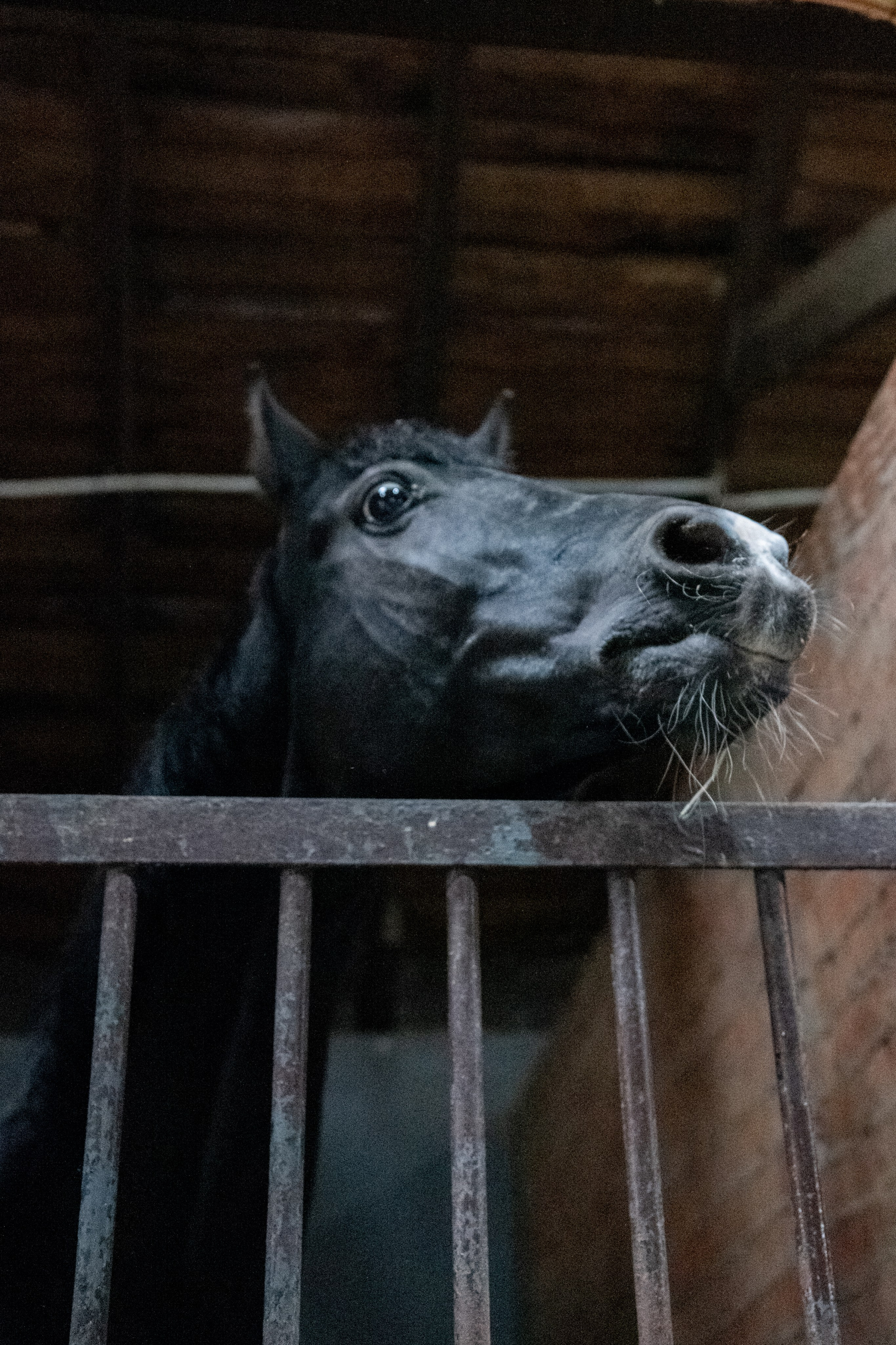 Стефанія. Кінний клуб Balaton. Репортажний та сімейний фотограф Дар’я Хорошавцева