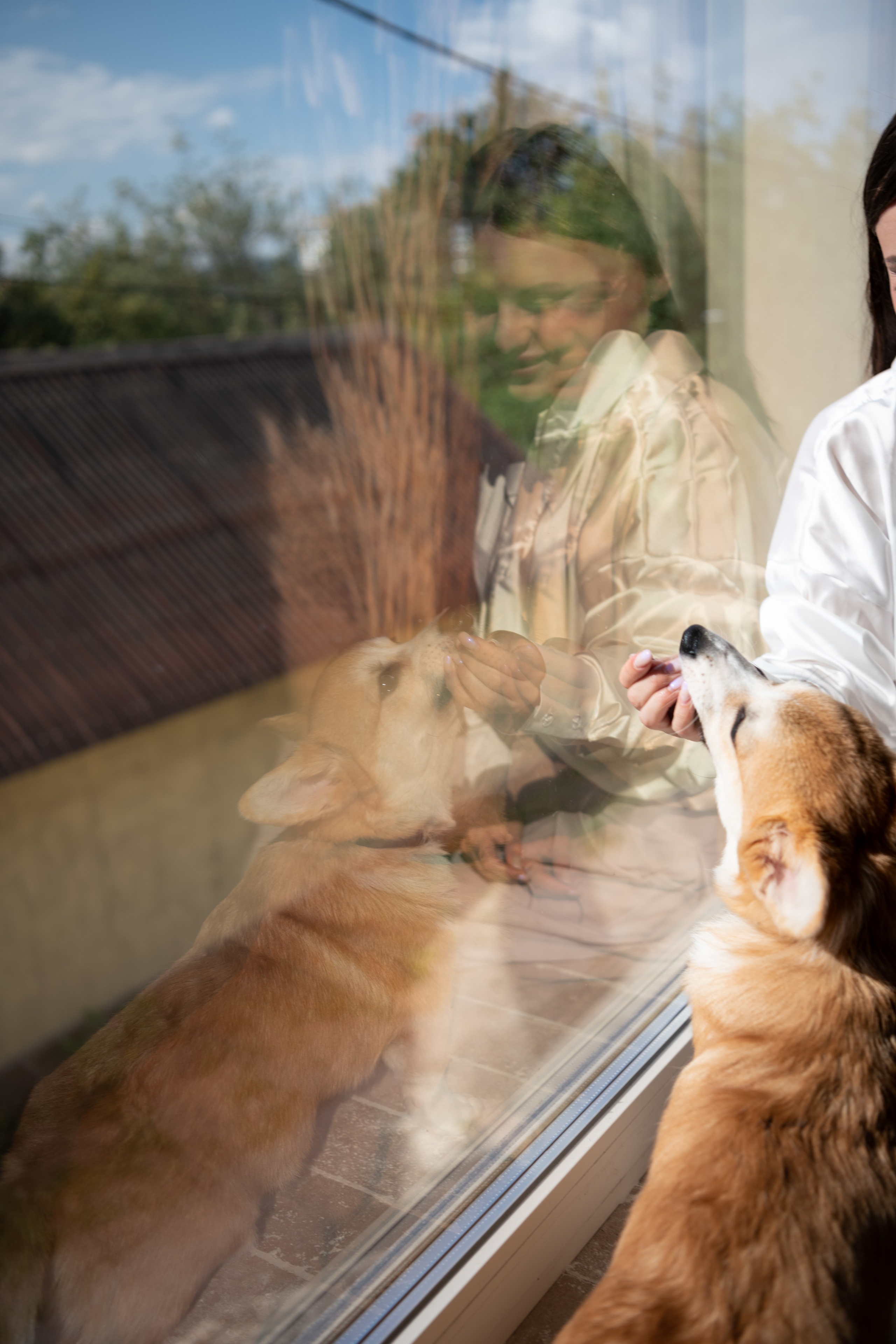 Коргі. Репортажний та сімейний фотограф Дар’я Хорошавцева