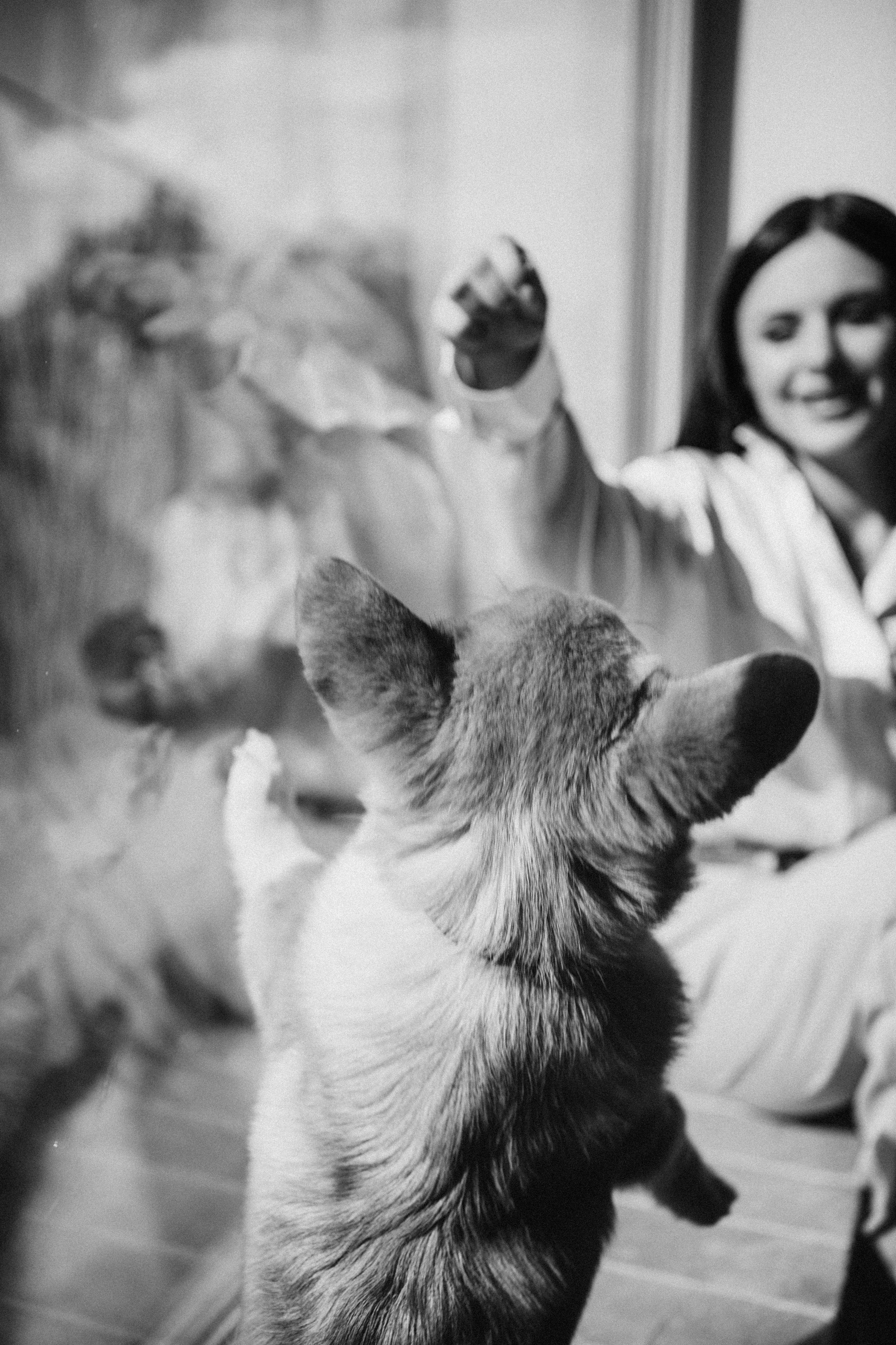 Коргі. Репортажний та сімейний фотограф Дар’я Хорошавцева