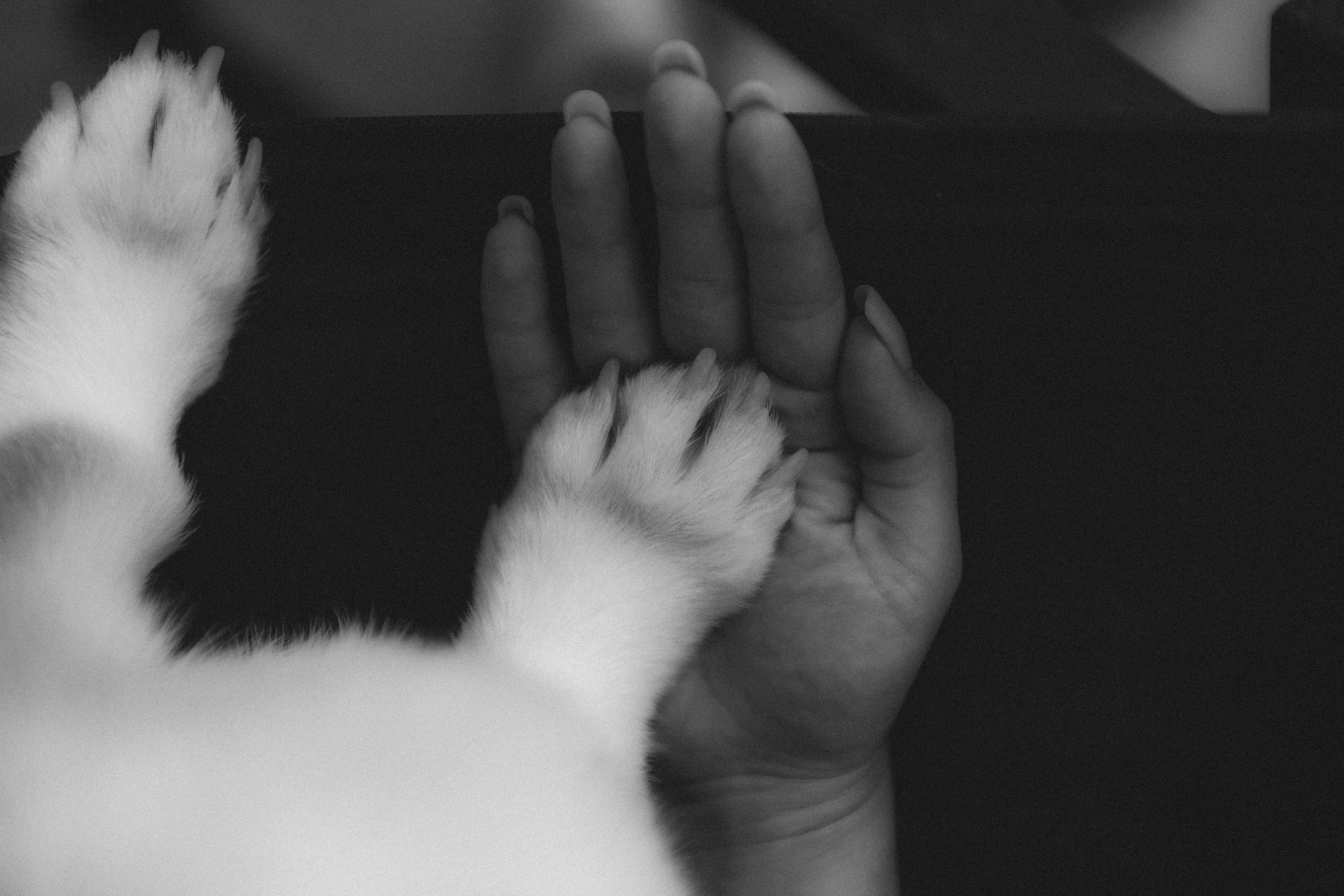 Коргі. Репортажний та сімейний фотограф Дар’я Хорошавцева