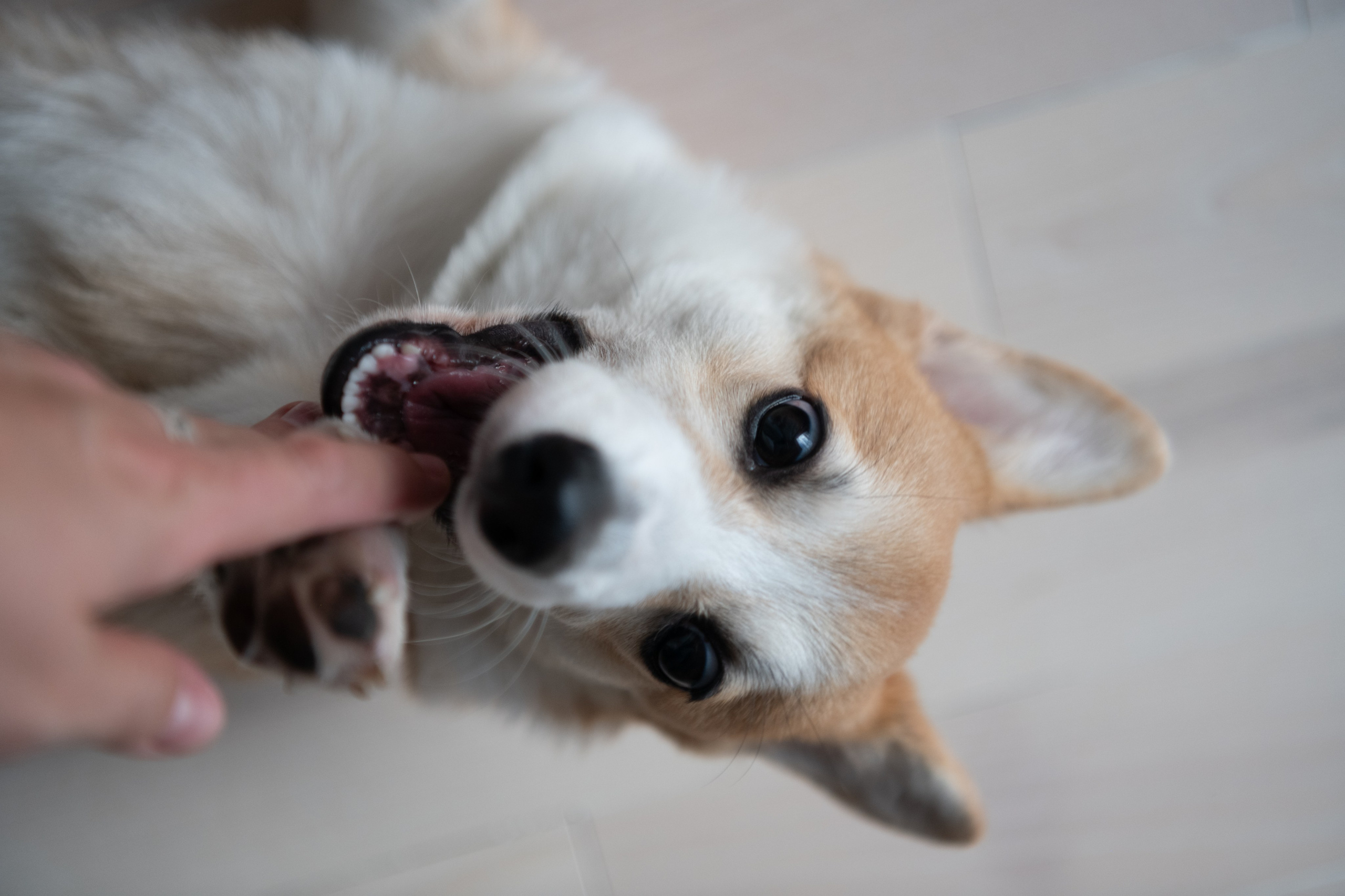 Коргі. Репортажний та сімейний фотограф Дар’я Хорошавцева