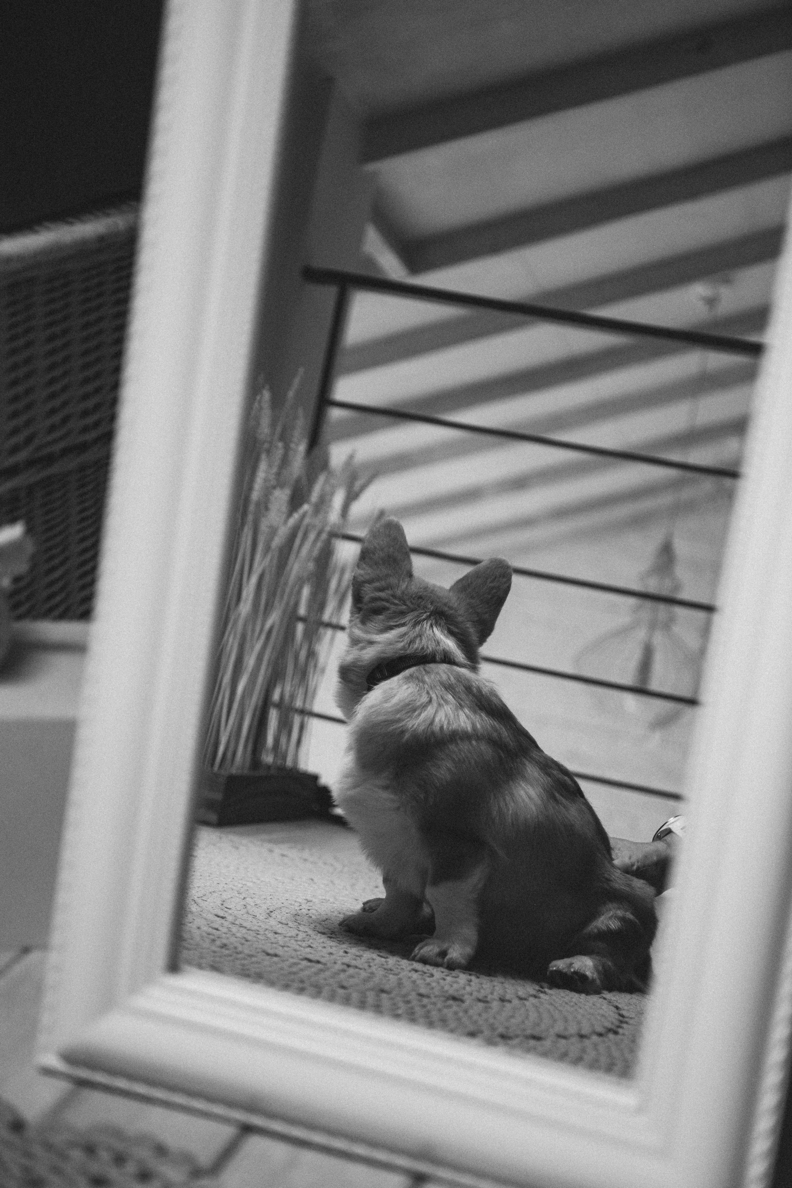 Коргі. Репортажний та сімейний фотограф Дар’я Хорошавцева