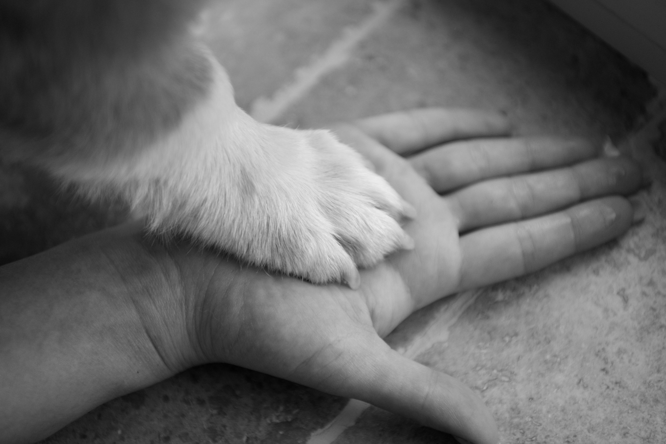 Коргі. Репортажний та сімейний фотограф Дар’я Хорошавцева