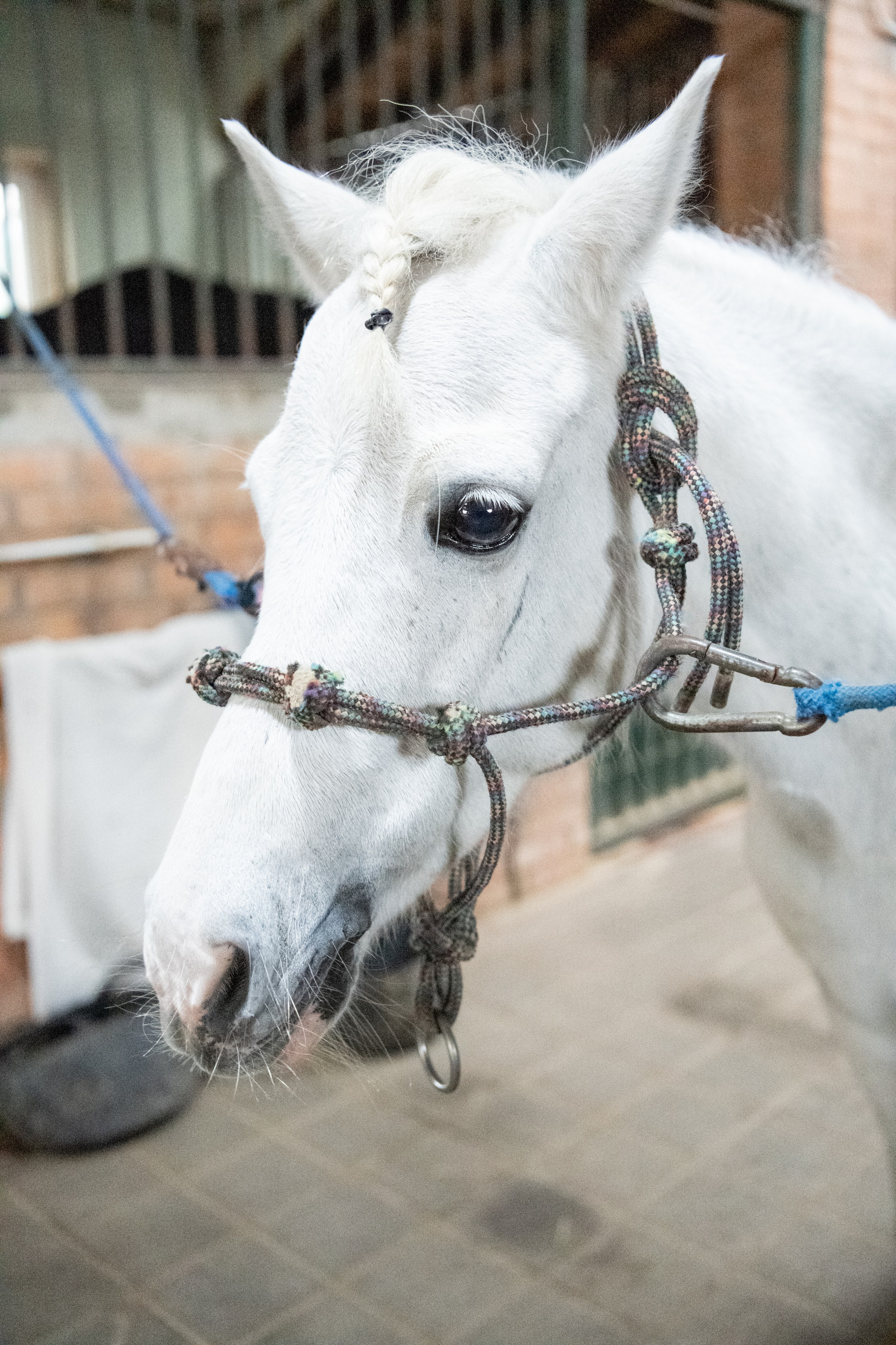 Стефанія. Кінний клуб Balaton. Репортажний та сімейний фотограф Дар’я Хорошавцева