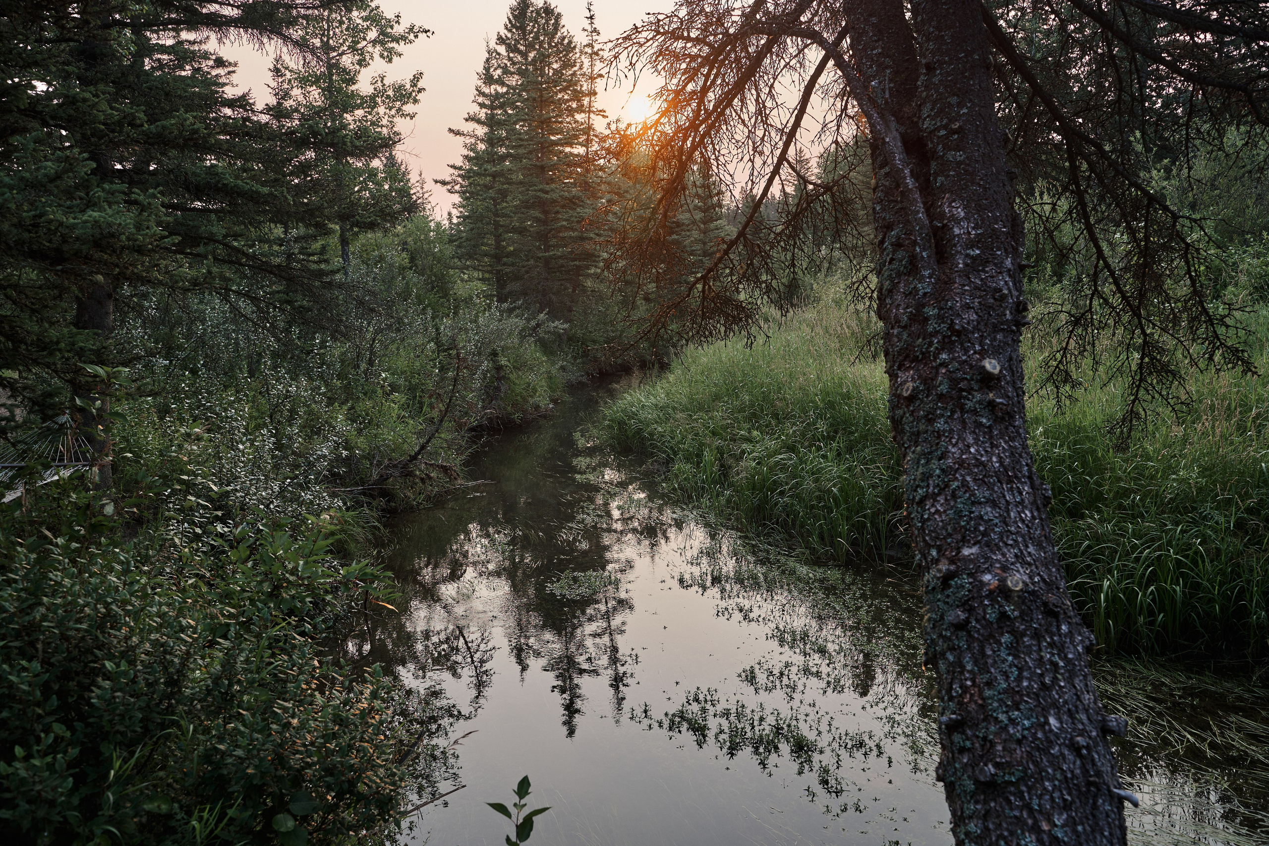 Natalie&Mat. A small, intimate wedding at Forgetmenot Lake, Kananaskis Park. Calgary wedding photographer. Andrii Bielikov