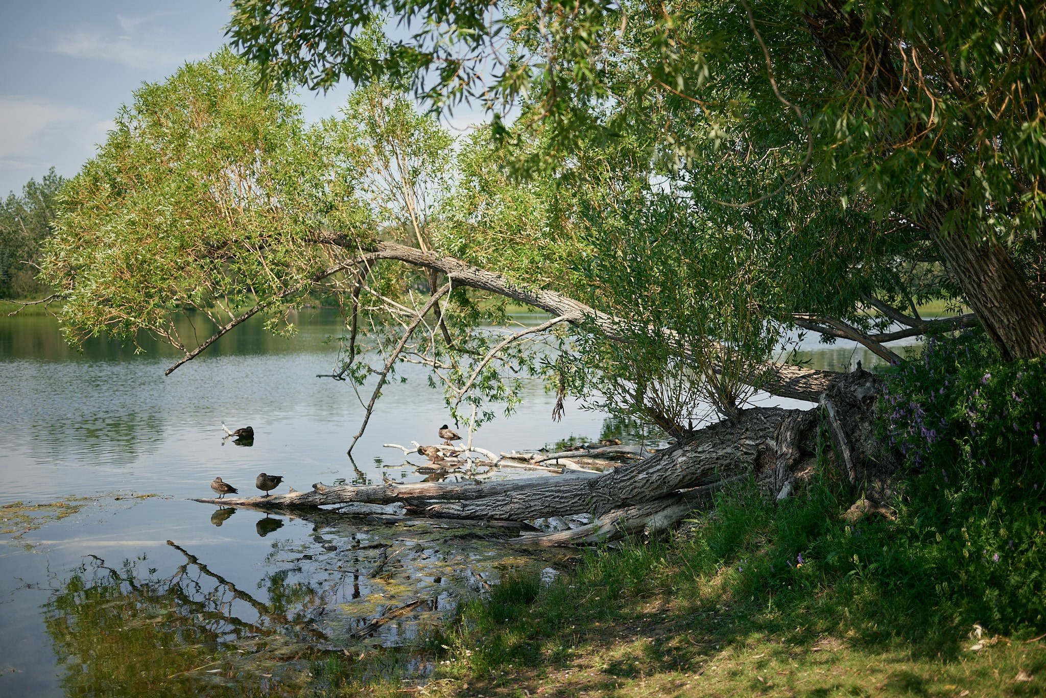Carburn Park. Calgary wedding photo and video. Photographer Andrii Bielikov