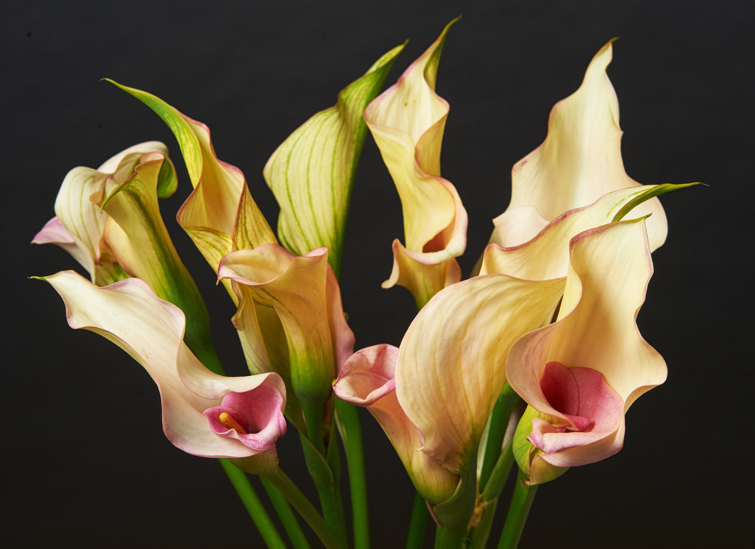 Products. Calgary wedding photographer. Andrii Bielikov