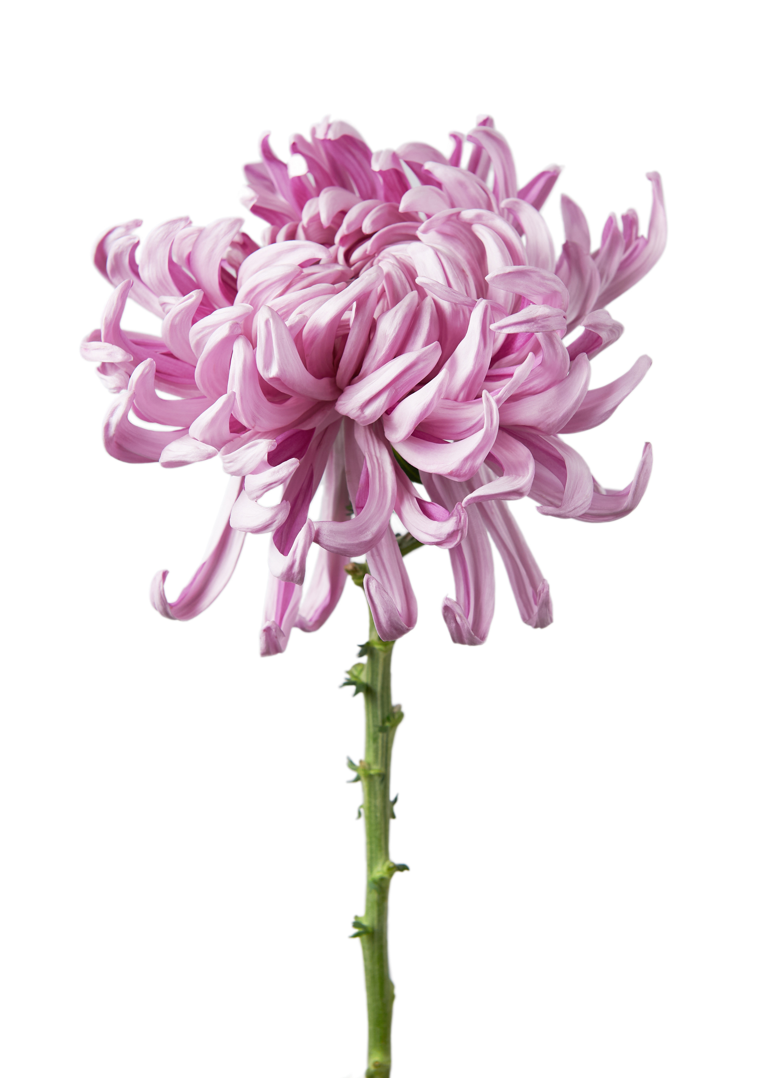 Products. Calgary wedding photographer. Andrii Bielikov