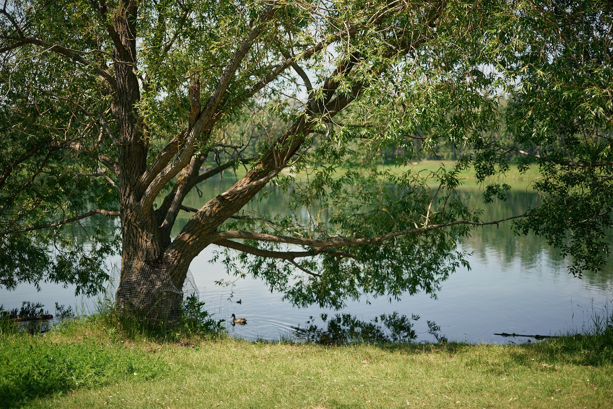 Carburn Park. Calgary wedding photo and video. Photographer Andrii Bielikov