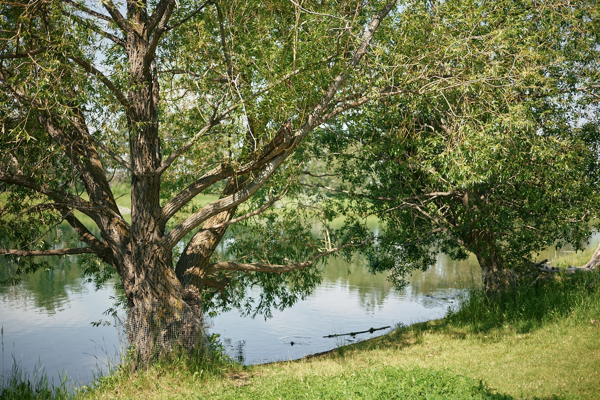 Carburn Park. Calgary wedding photo and video. Photographer Andrii Bielikov
