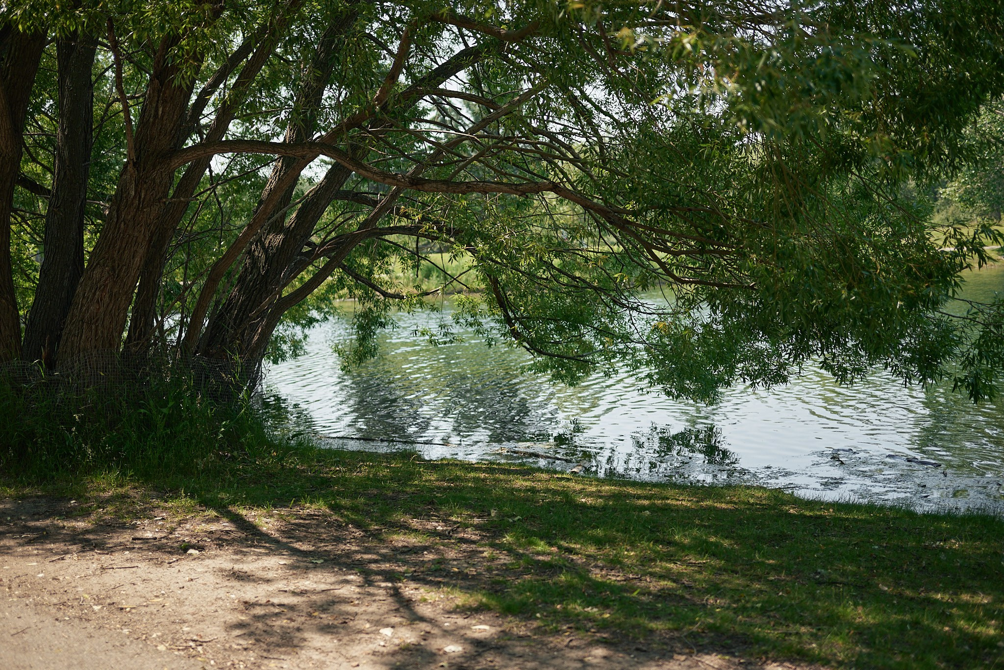 Carburn Park. Calgary wedding photo and video. Photographer Andrii Bielikov