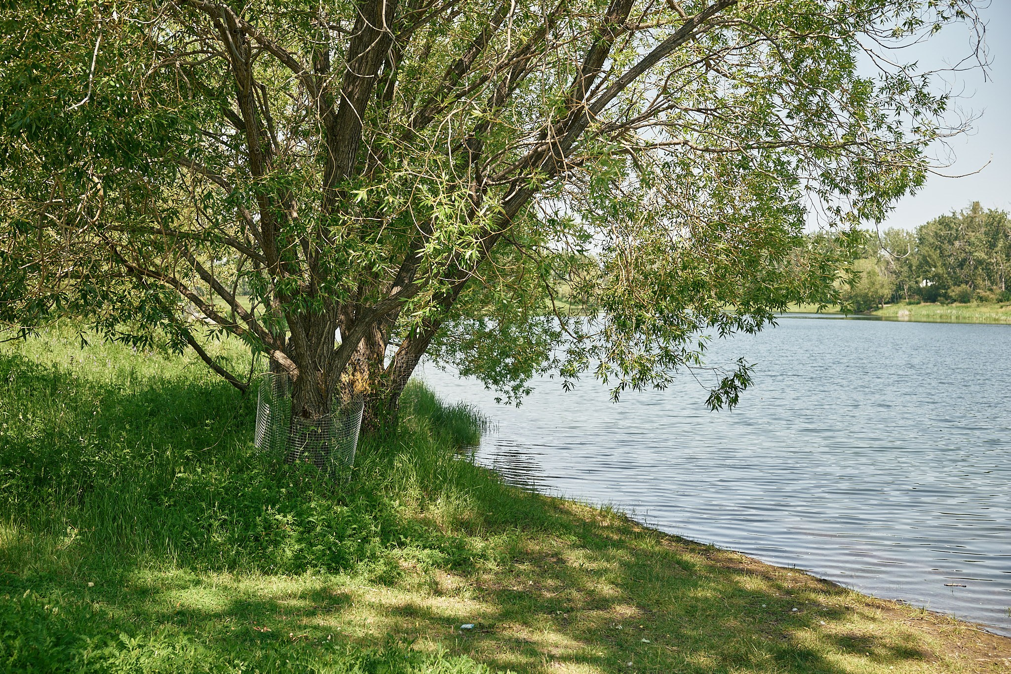 Carburn Park. Calgary wedding photo and video. Photographer Andrii Bielikov