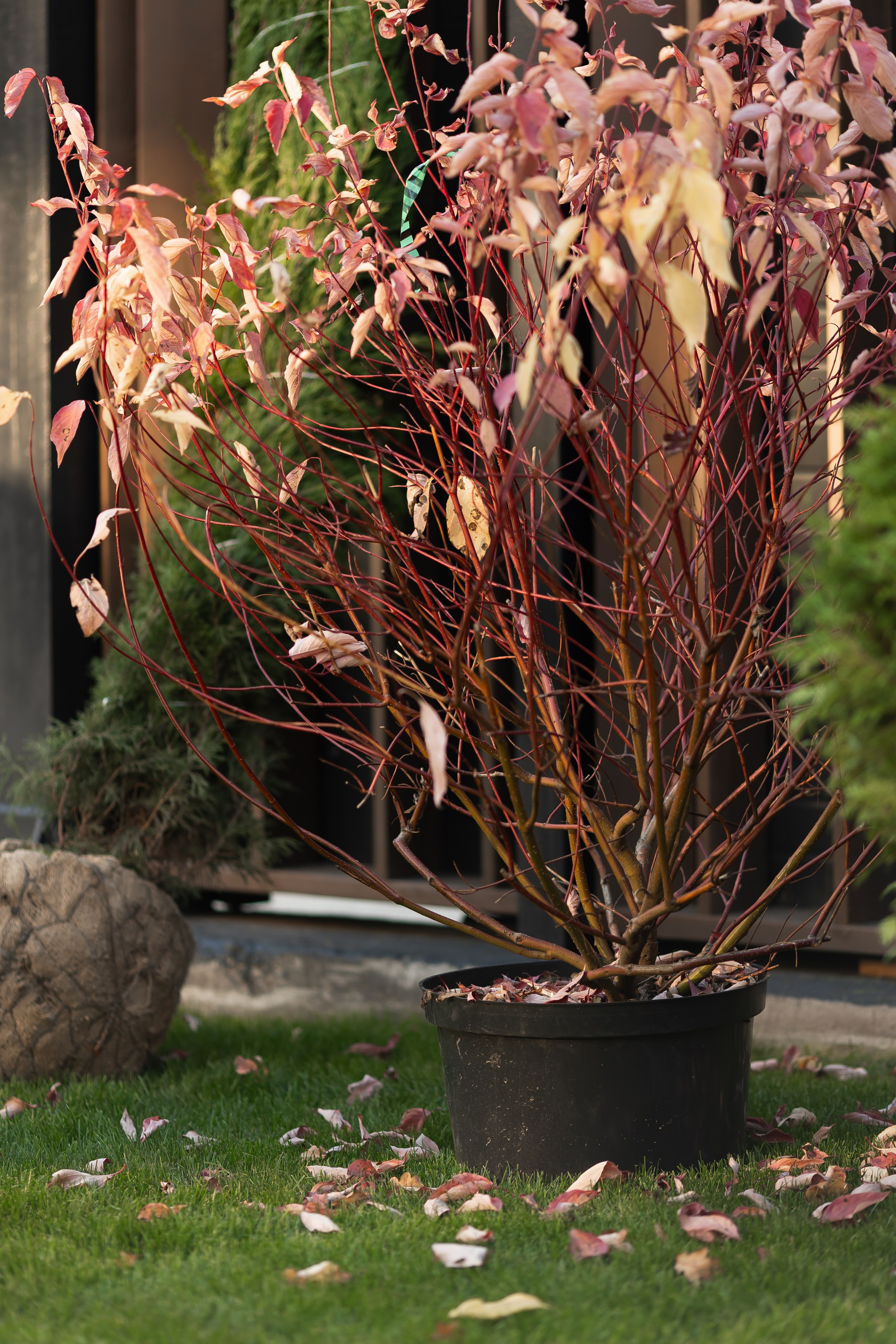 PRESENTATION OF QUEEN COUNTRY CLUB RESTAURANT. PODDUBNYAK ANDREY PHOTOGRAPHER