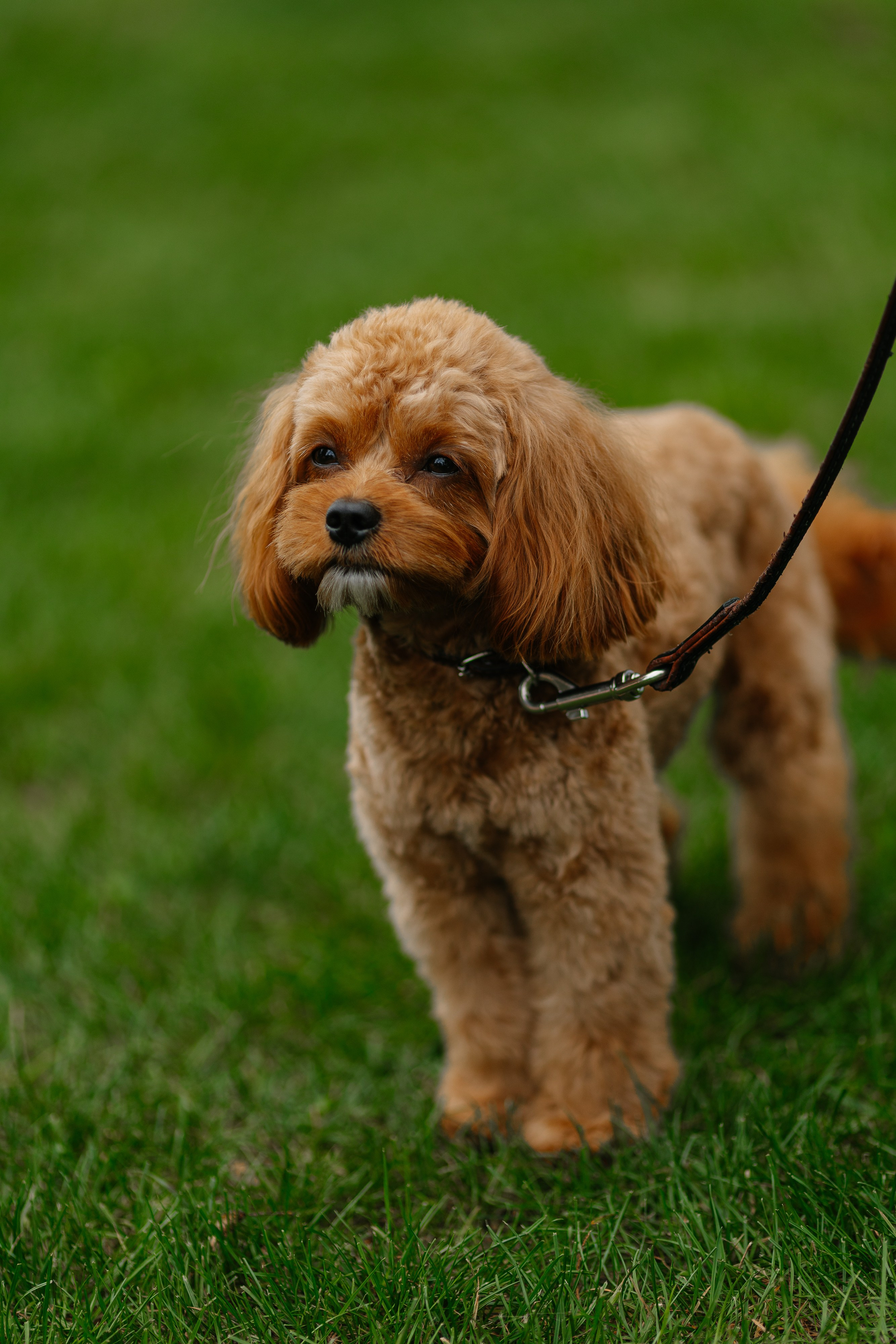 KARINA & VLADYSLAV. PODDUBNYAK ANDREY PHOTOGRAPHER