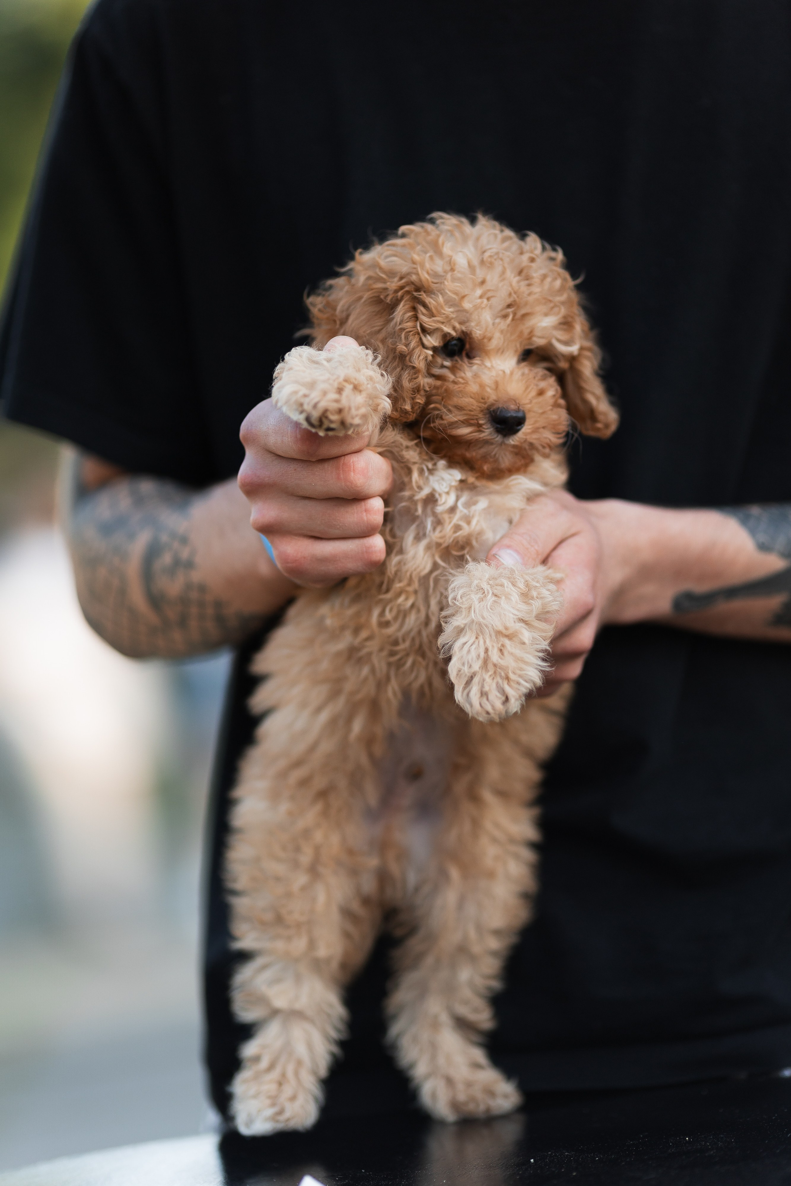 FEST. POKOLINNIA. PODDUBNYAK ANDREY PHOTOGRAPHER