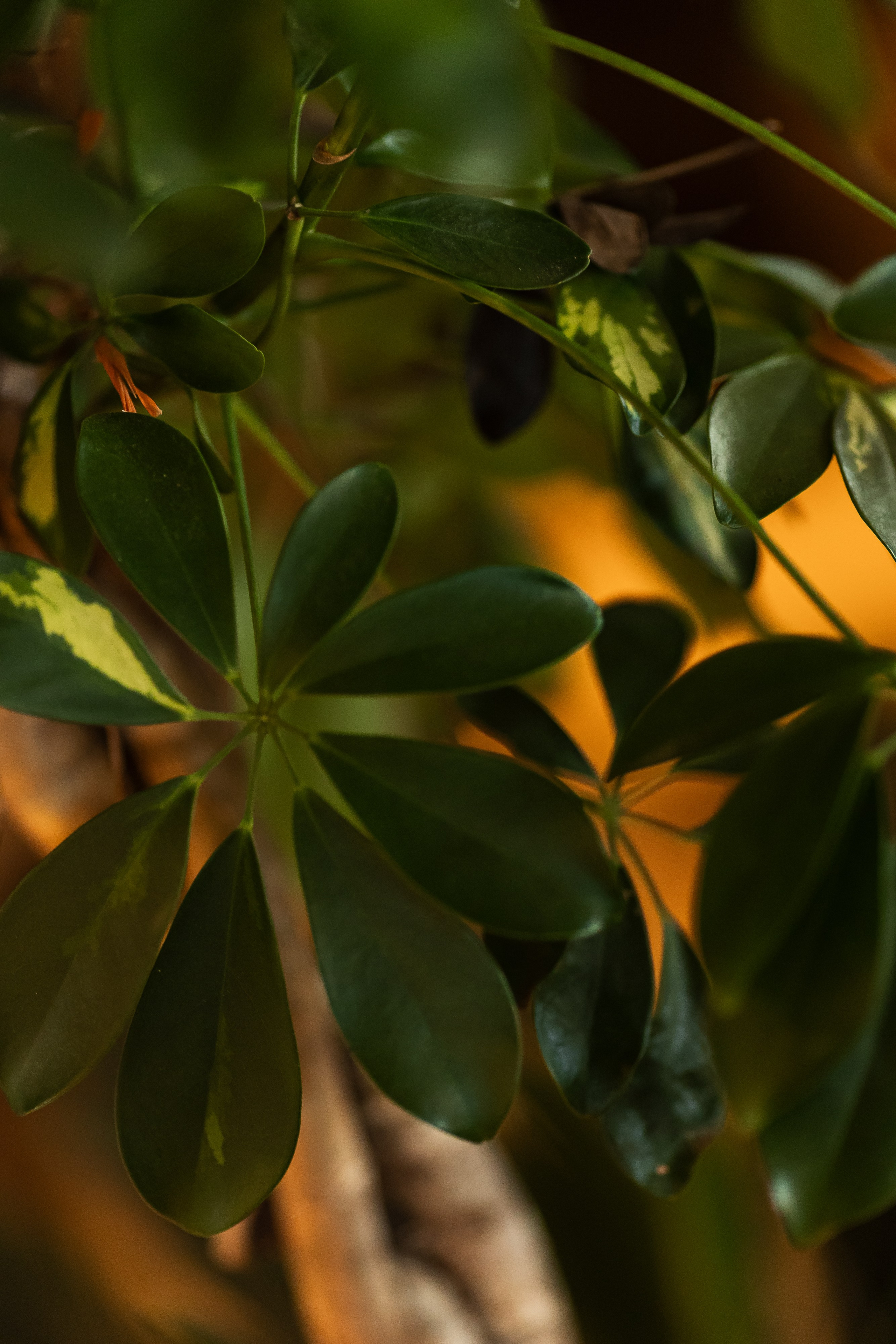 PRESENTATION OF QUEEN COUNTRY CLUB RESTAURANT. PODDUBNYAK ANDREY PHOTOGRAPHER