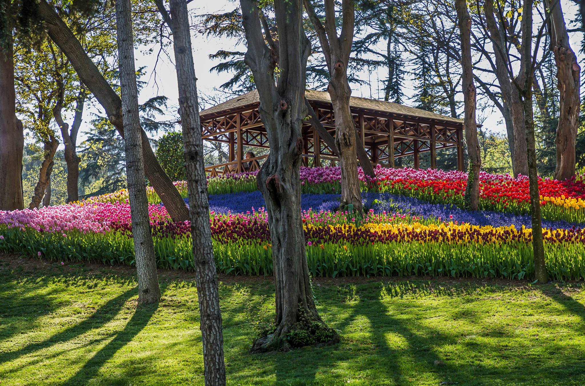 Photo shoot of Emirgan Tulip Park in Istanbul. Garden and interior photographer Elena Shavlovska, Netherlands