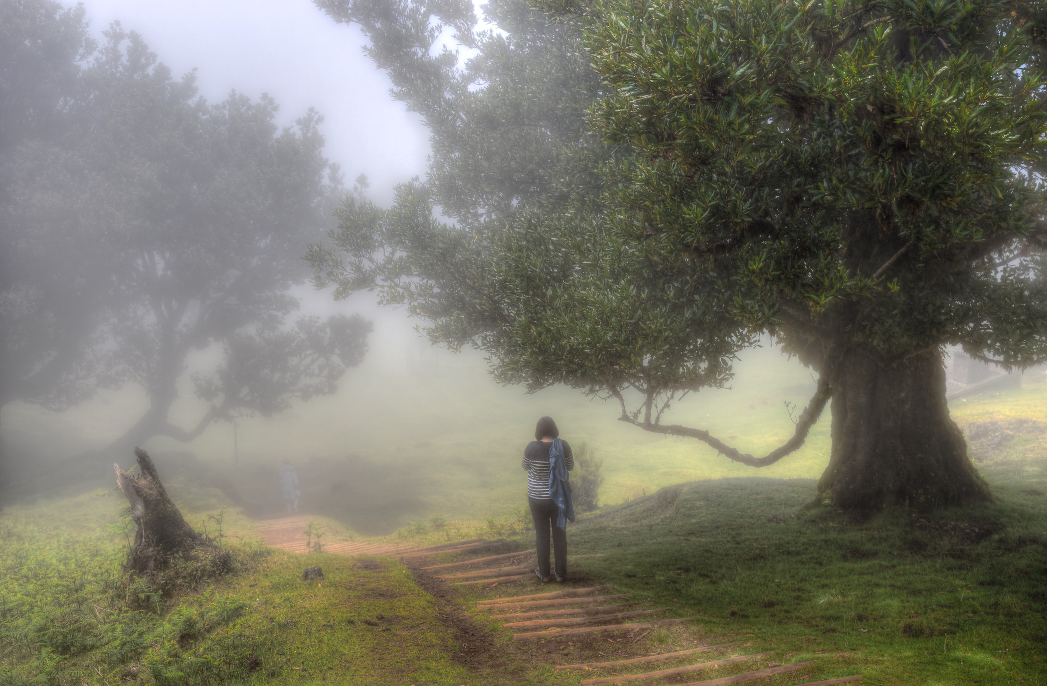 Laurel forest in the fog, Madeira. Garden and interior photographer Elena Shavlovska, Netherlands