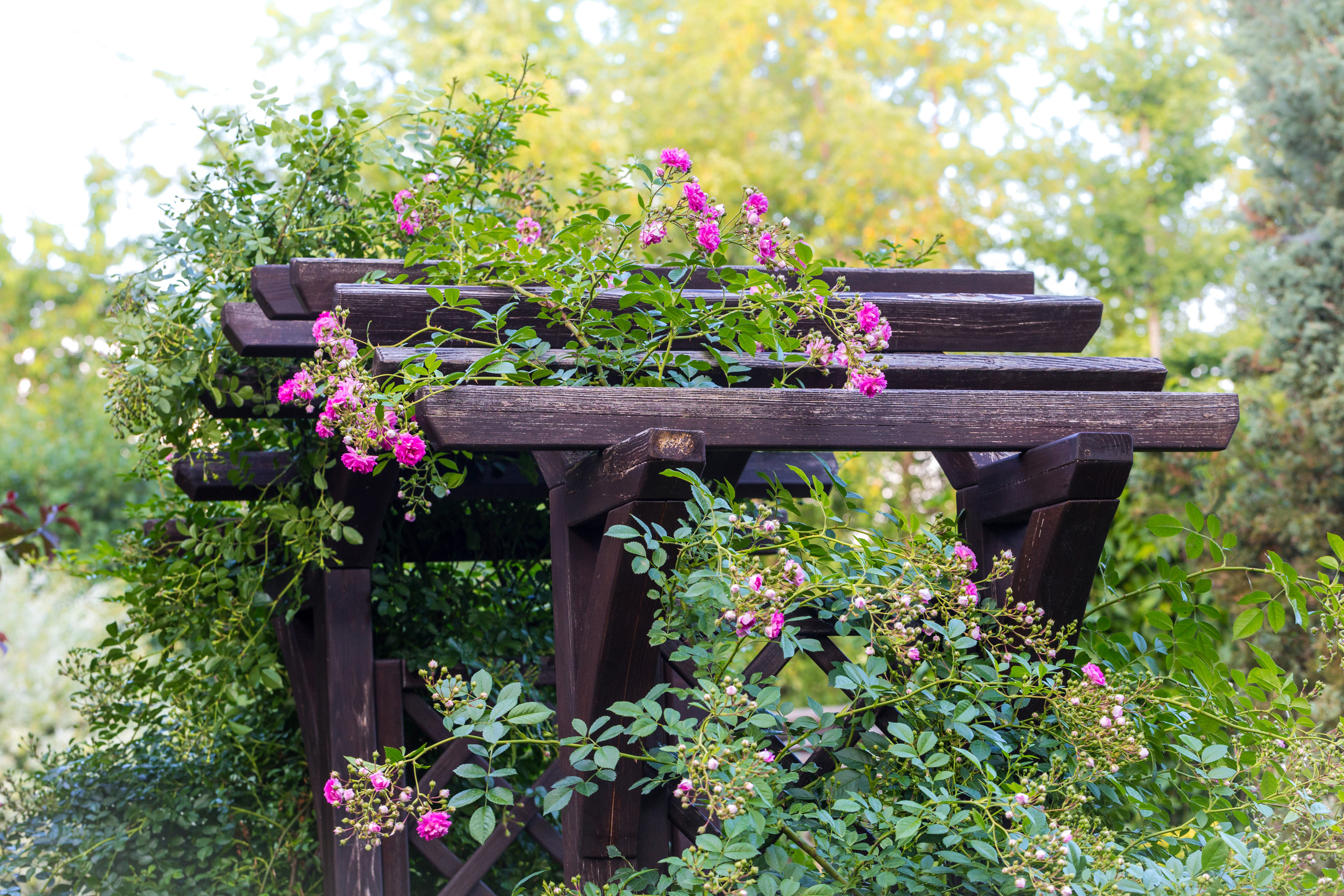 Roses. Garden and interior photographer Elena Shavlovska, Netherlands