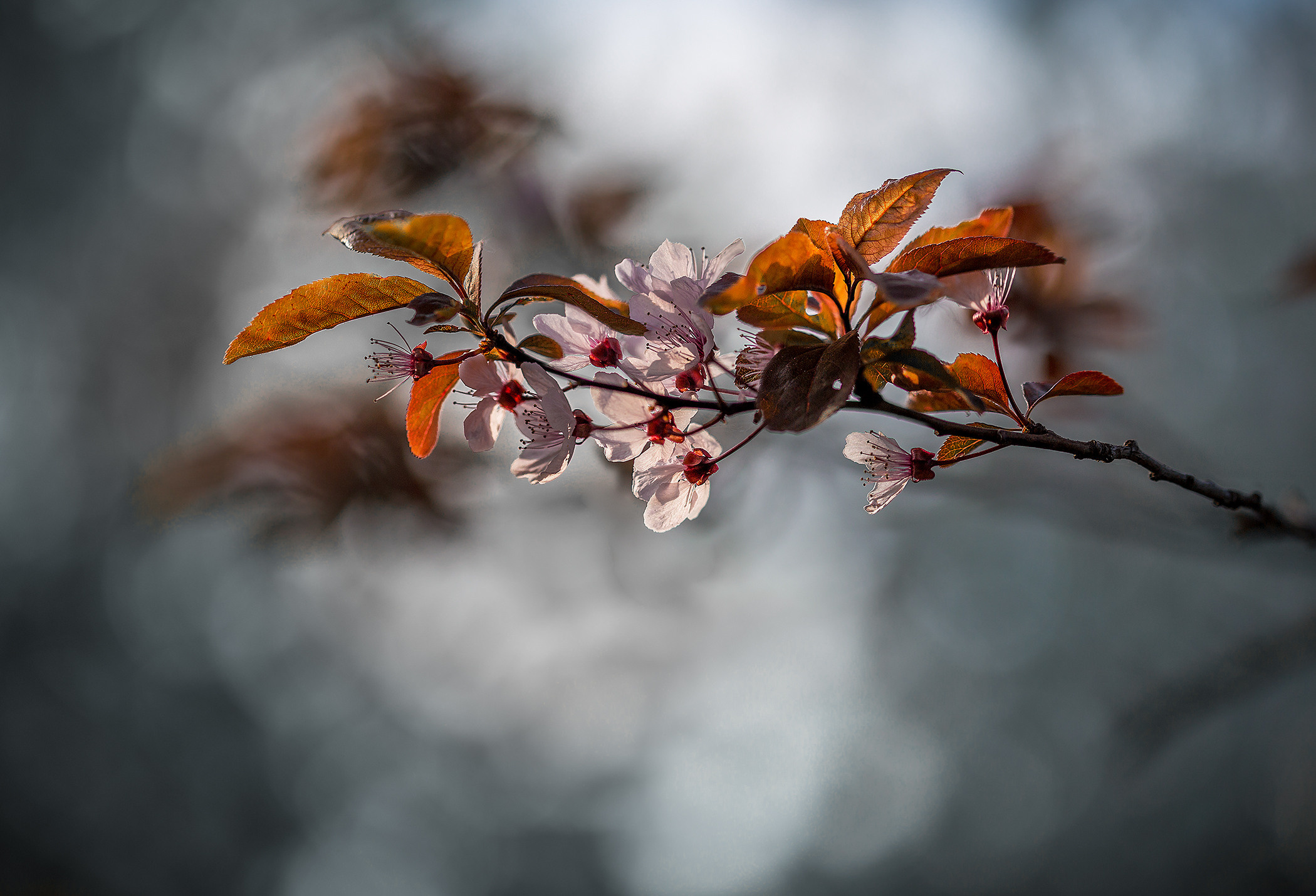 Garden and interior photographer Elena Shavlovska, Netherlands