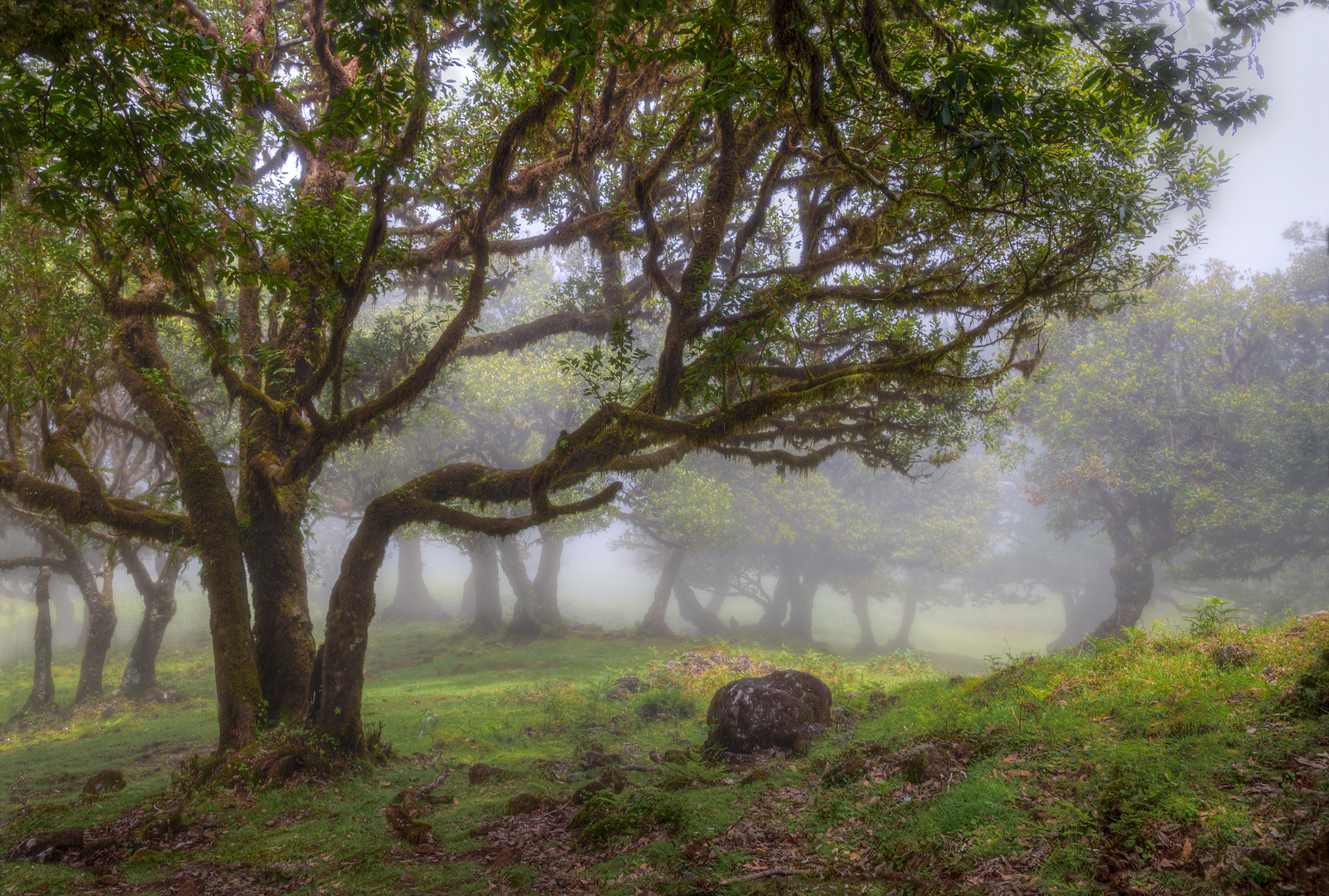 Laurel forest in the fog, Madeira. Garden and interior photographer Elena Shavlovska, Netherlands