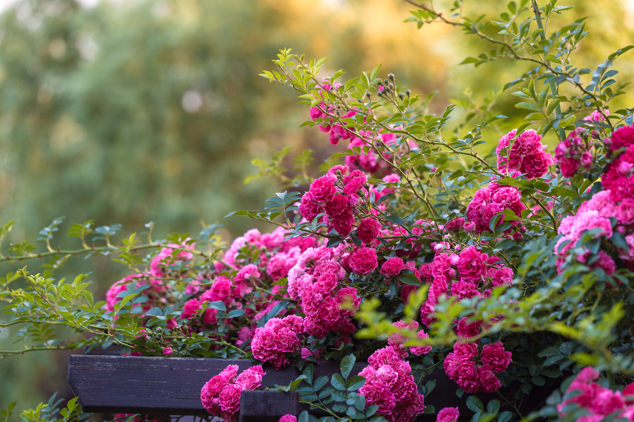 Roses. Garden and interior photographer Elena Shavlovska, Netherlands