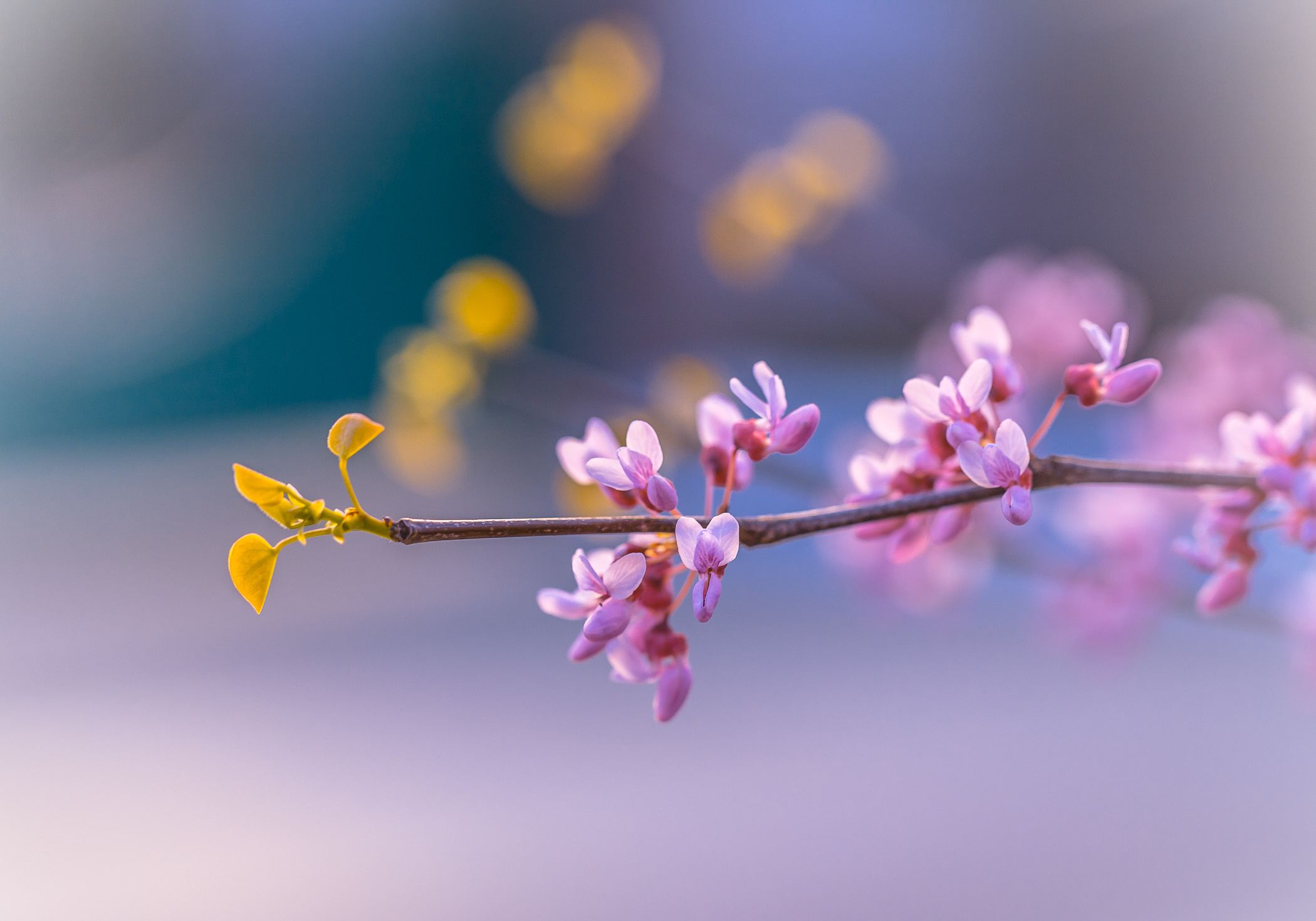 Весеннее цветение. Фотограф ландшафтных садов и интерьеров Елена Шавловская, Нидерланды