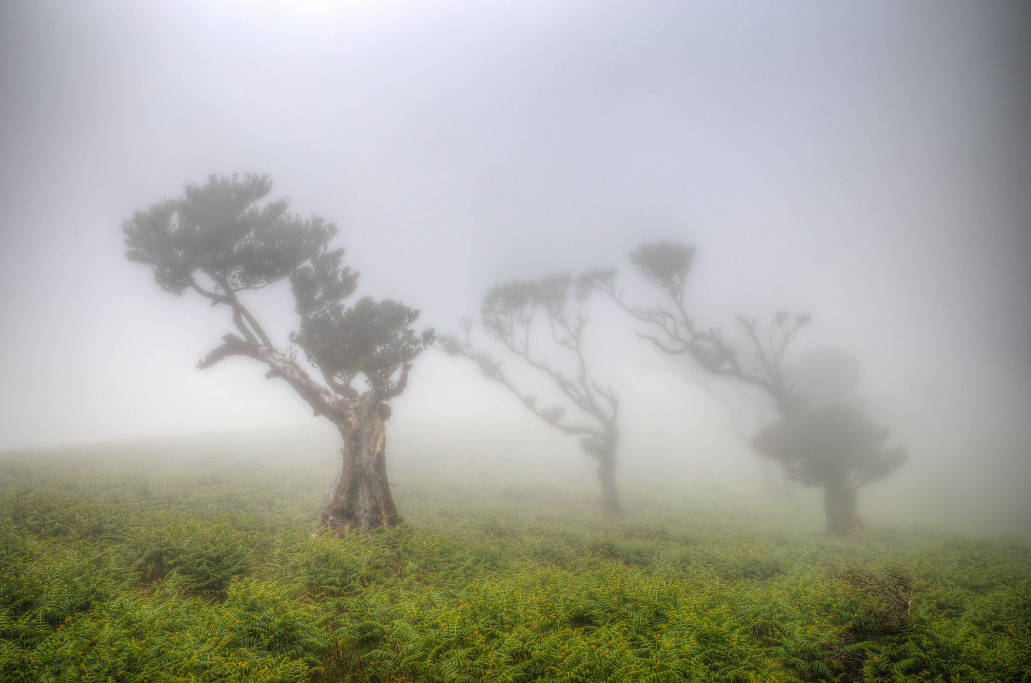 Laurel forest in the fog, Madeira. Garden and interior photographer Elena Shavlovska, Netherlands