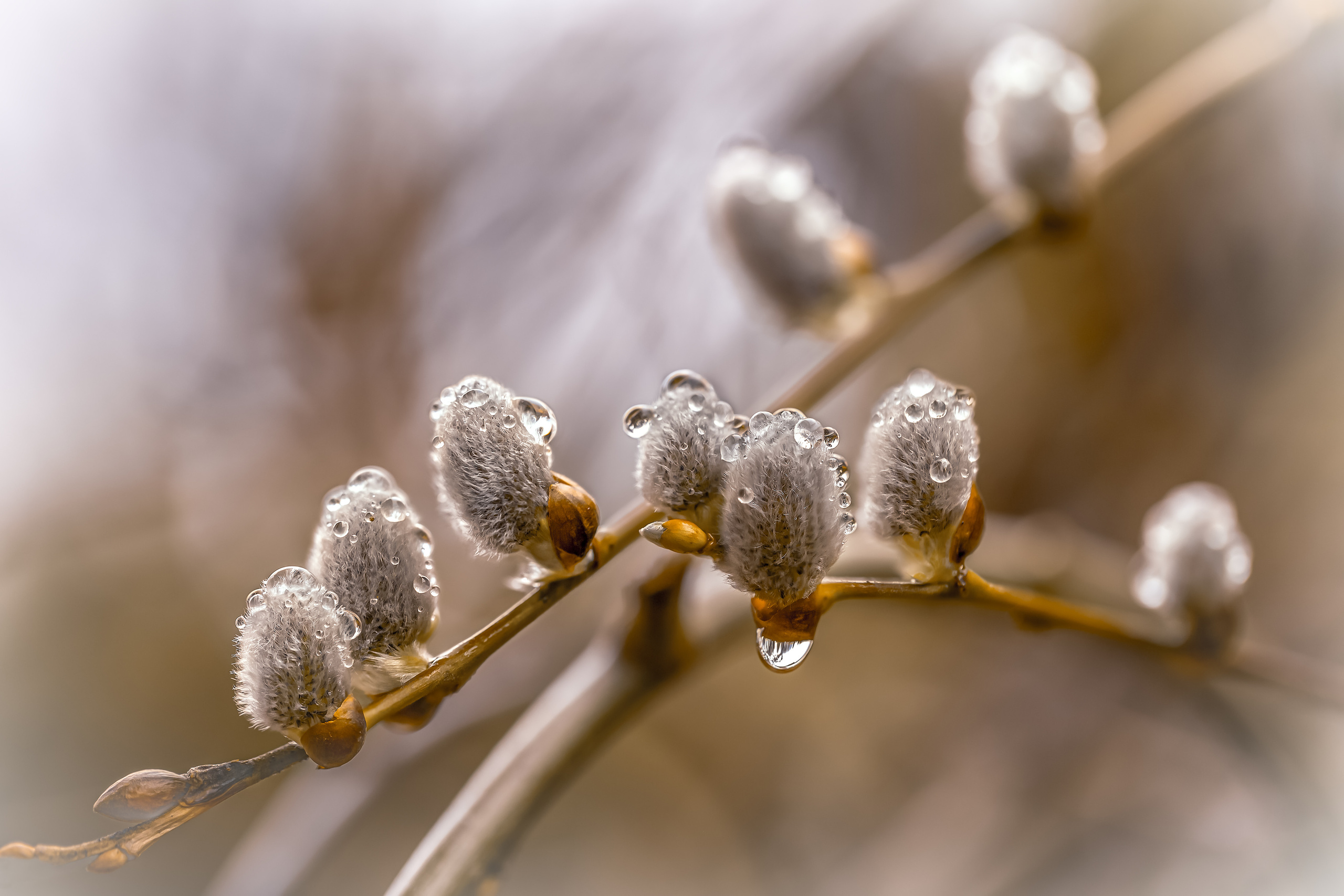 Landscape Garden and Interior photo shoot. Garden and interior photographer Elena Shavlovska, Netherlands