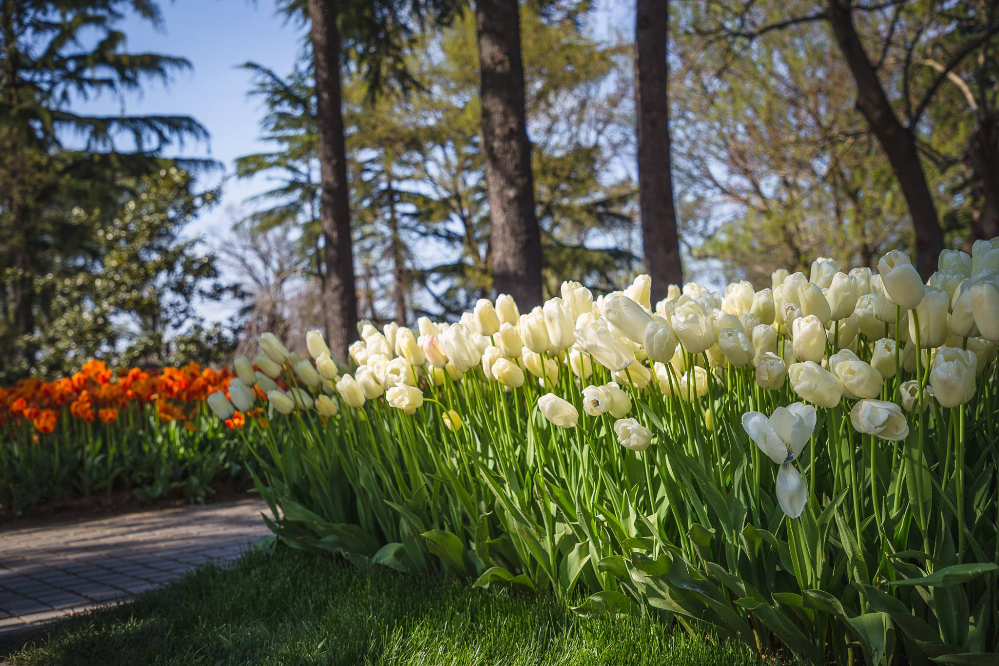 Photo shoot of Emirgan Tulip Park in Istanbul. Garden and interior photographer Elena Shavlovska, Netherlands