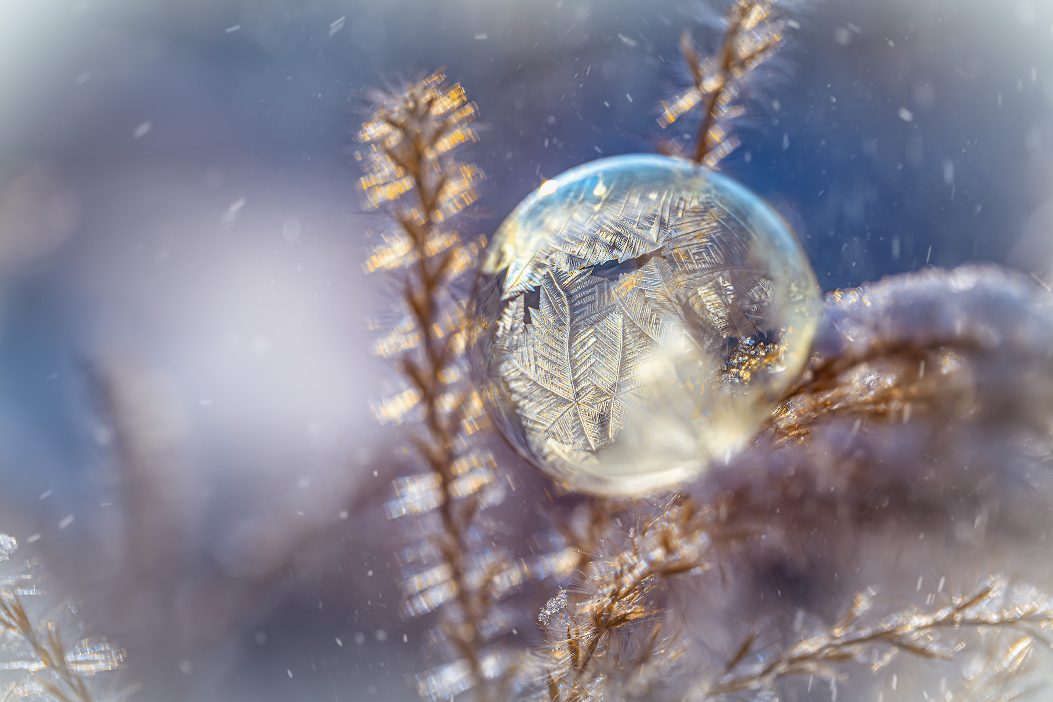 Frozen bubbles. Garden and interior photographer Elena Shavlovska, Netherlands