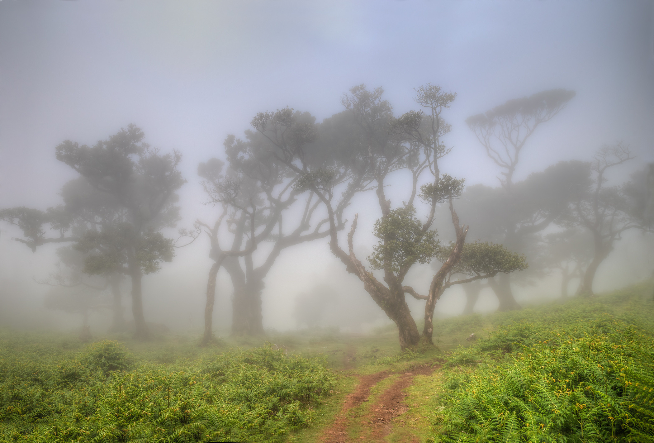 Laurel forest in the fog, Madeira. Garden and interior photographer Elena Shavlovska, Netherlands