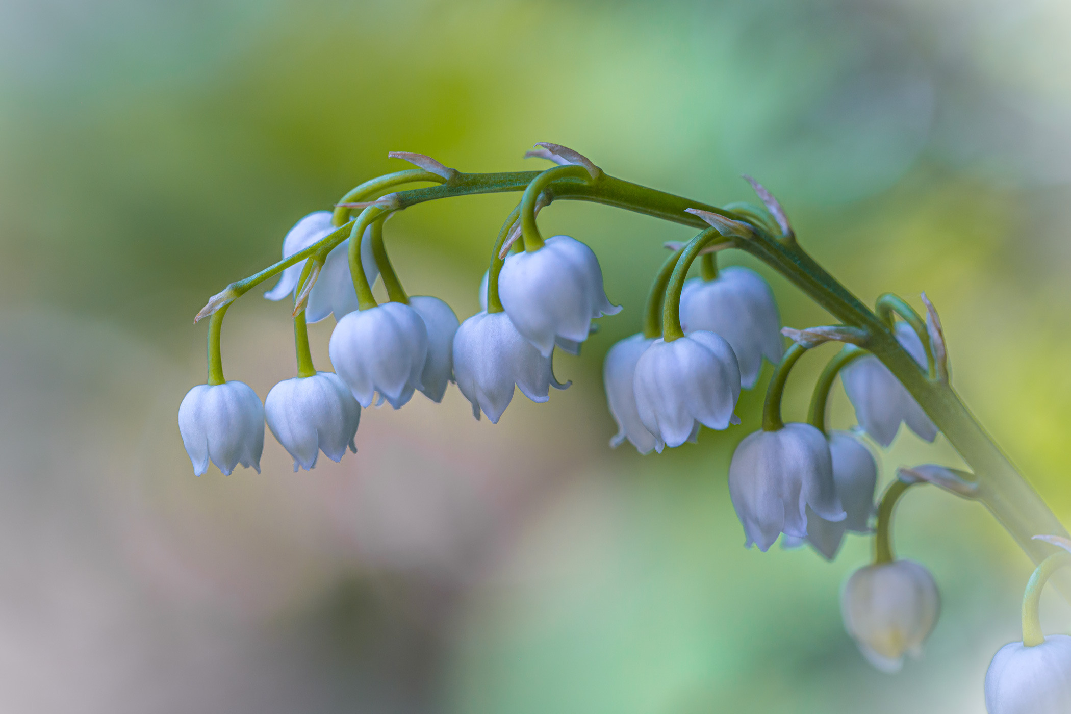 Весеннее цветение. Фотограф ландшафтных садов и интерьеров Елена Шавловская, Нидерланды