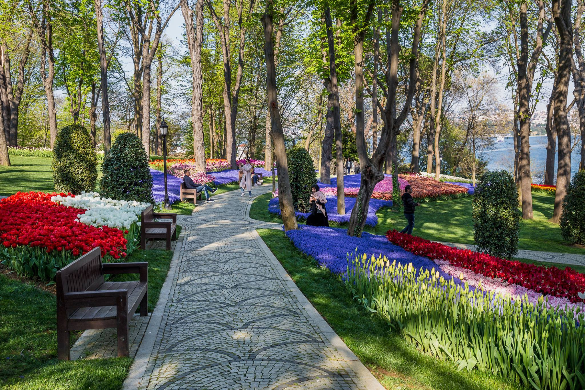 Photo shoot of Emirgan Tulip Park in Istanbul. Garden and interior photographer Elena Shavlovska, Netherlands