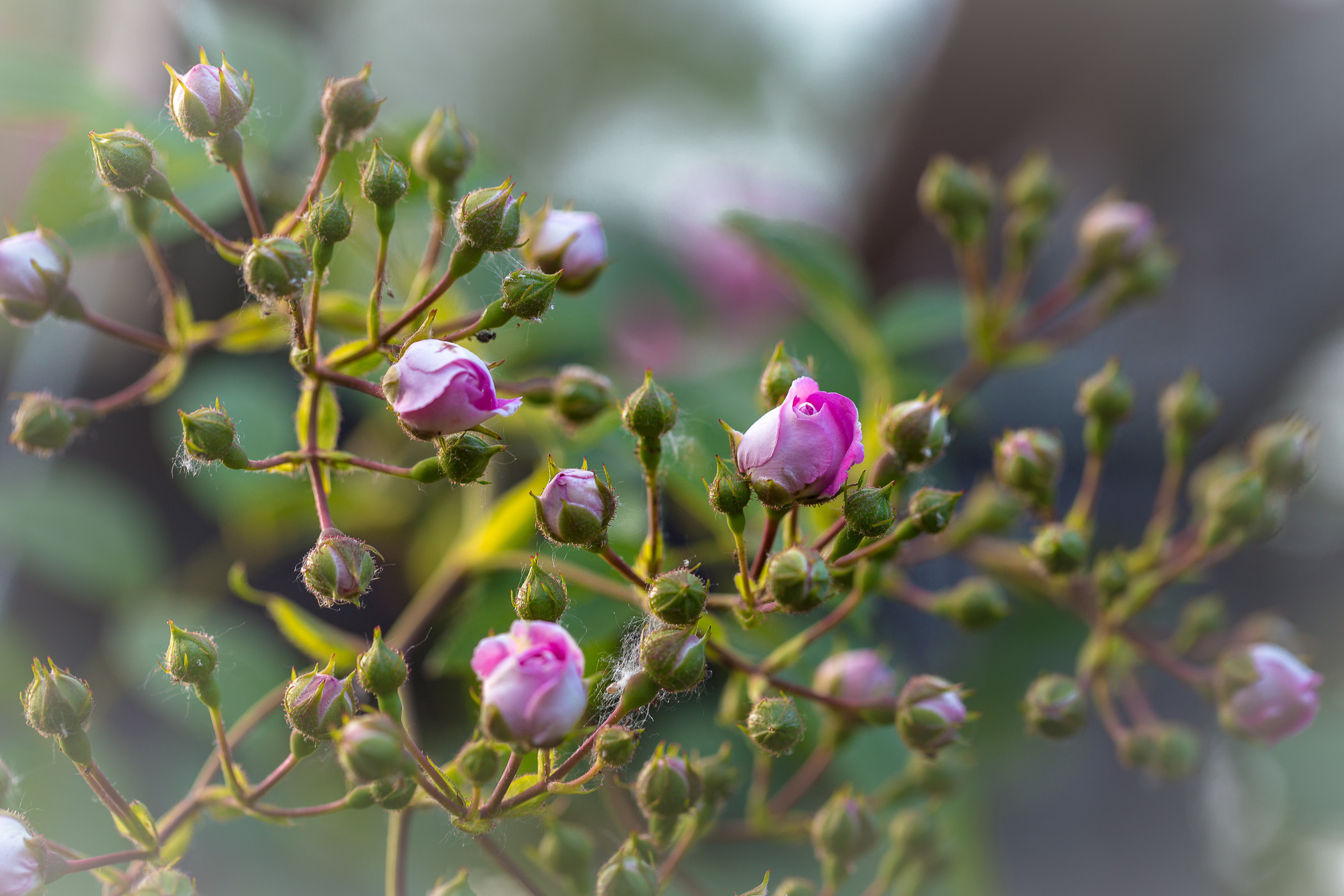 Roses. Garden and interior photographer Elena Shavlovska, Netherlands