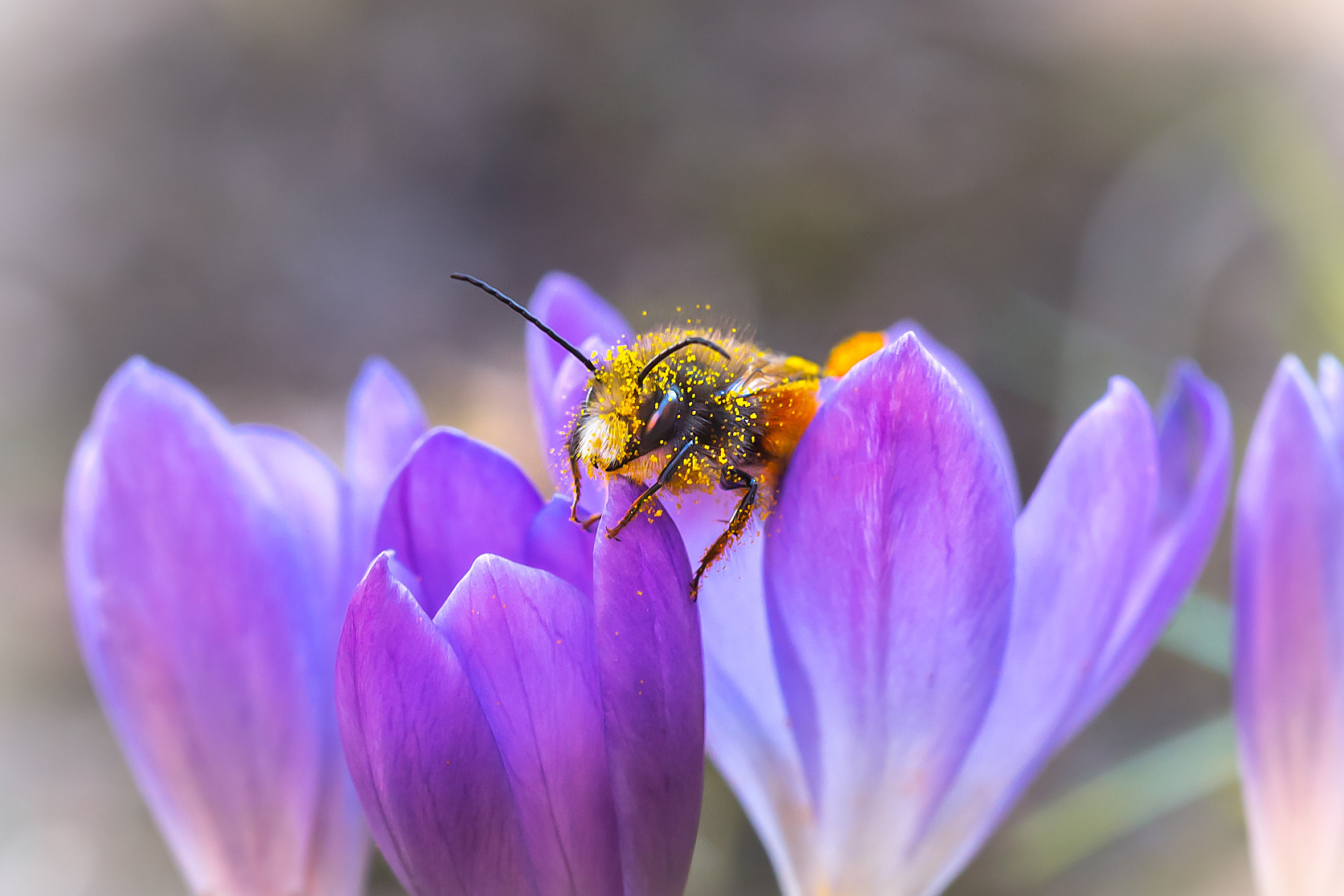Весеннее цветение. Фотограф ландшафтных садов и интерьеров Елена Шавловская, Нидерланды