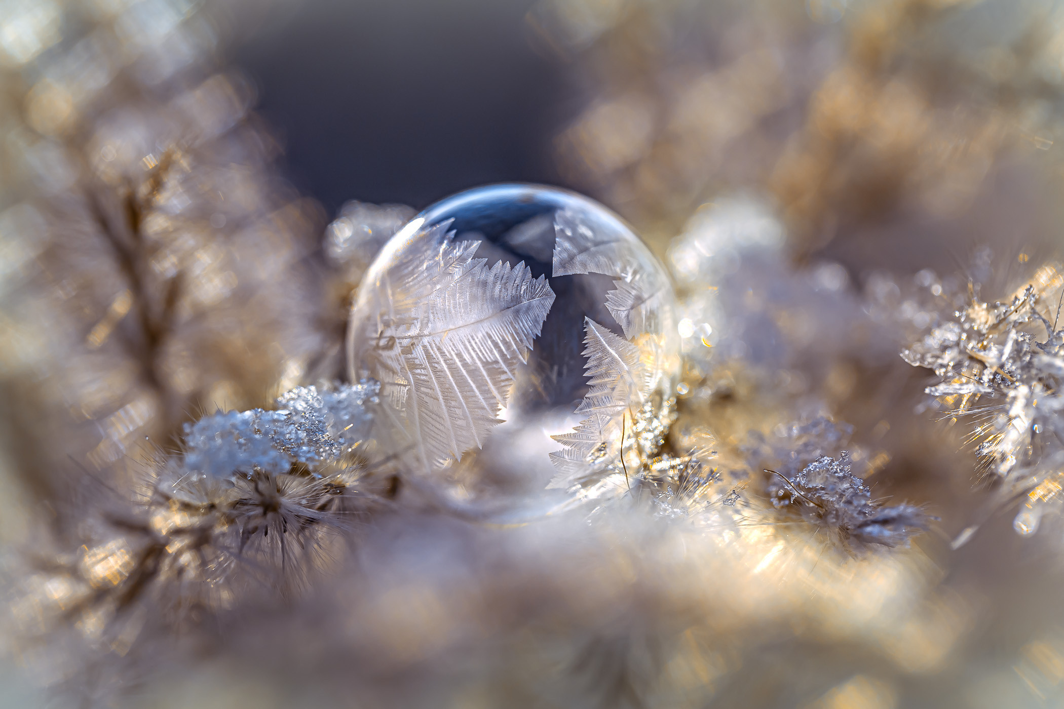 Frozen bubbles. Garden and interior photographer Elena Shavlovska, Netherlands