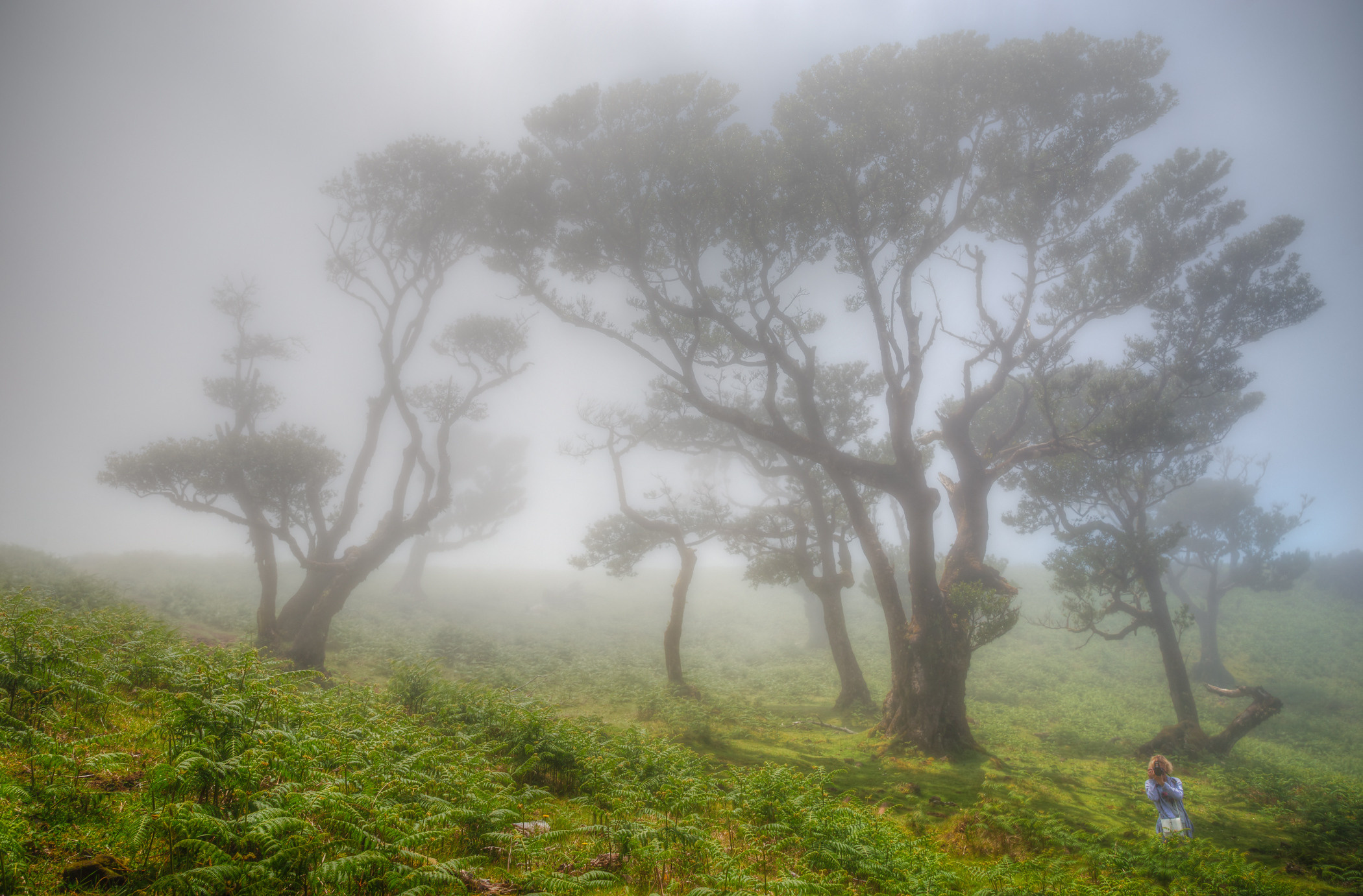 Laurel forest in the fog, Madeira. Garden and interior photographer Elena Shavlovska, Netherlands