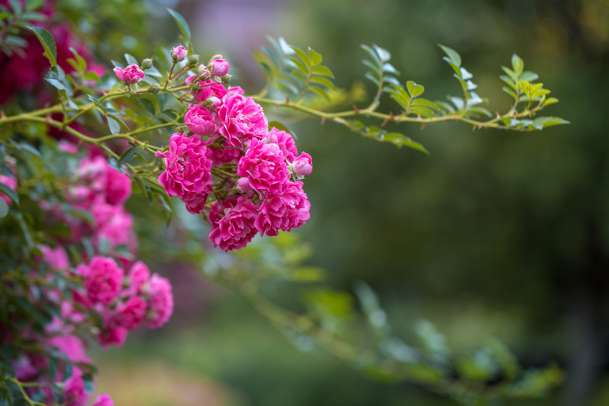 Roses. Garden and interior photographer Elena Shavlovska, Netherlands