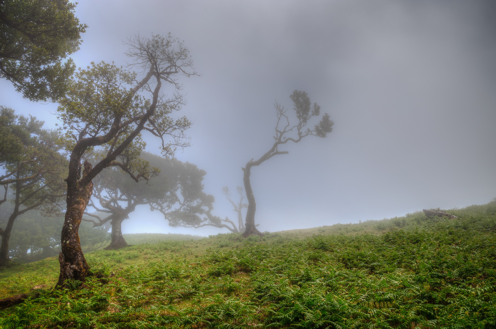 Laurel forest in the fog, Madeira. Garden and interior photographer Elena Shavlovska, Netherlands