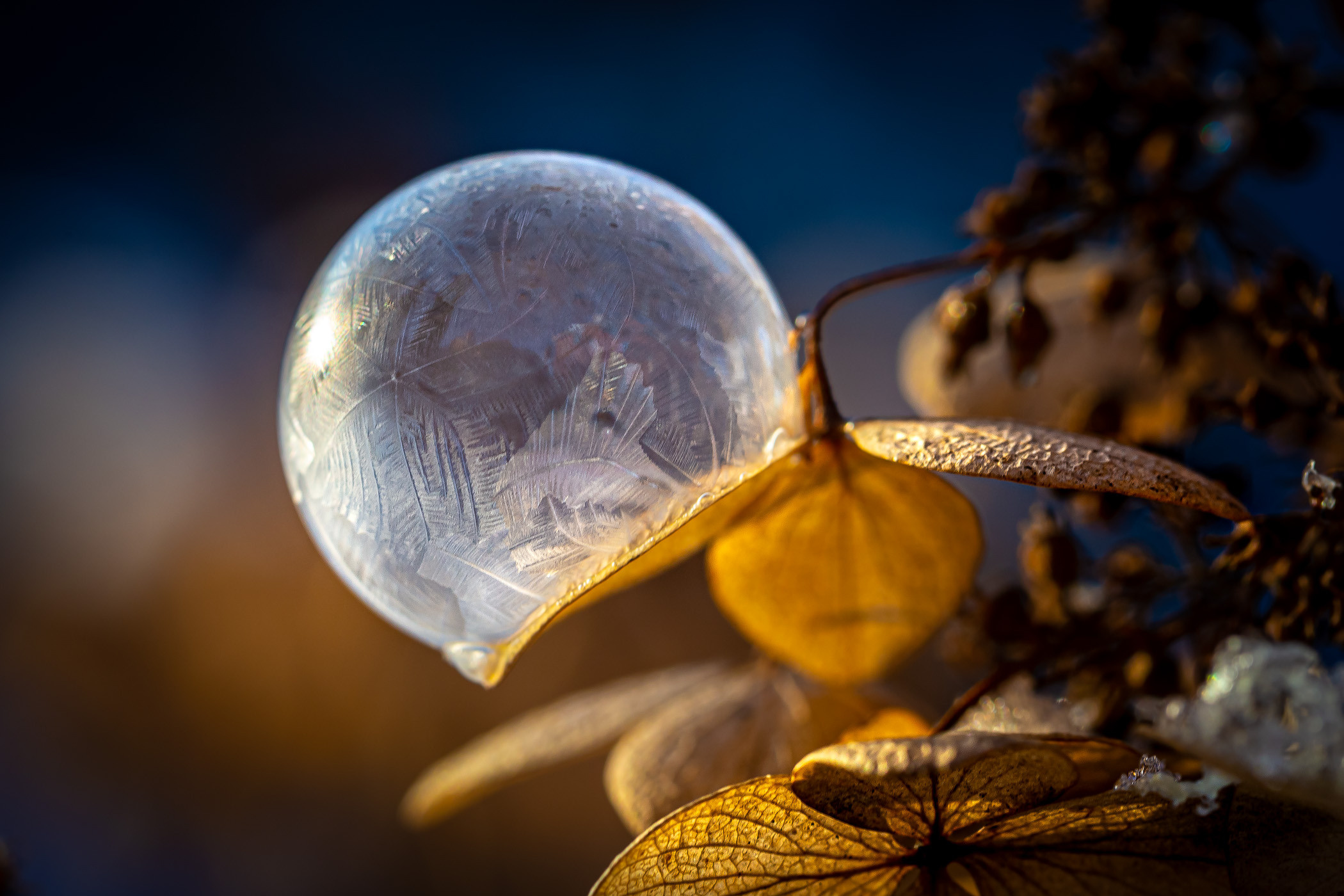 Frozen bubbles. Garden and interior photographer Elena Shavlovska, Netherlands