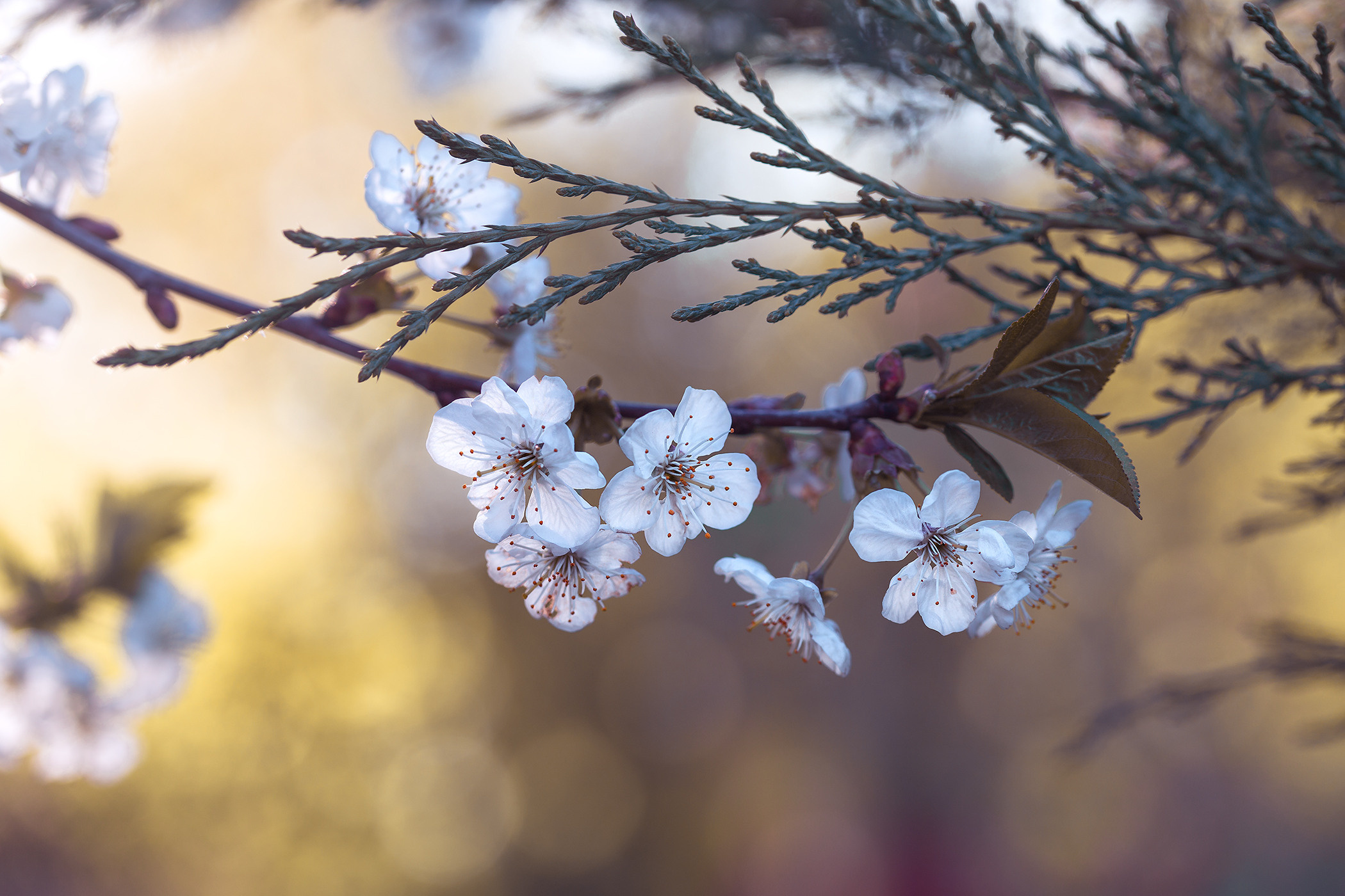 Garden and interior photographer Elena Shavlovska, Netherlands