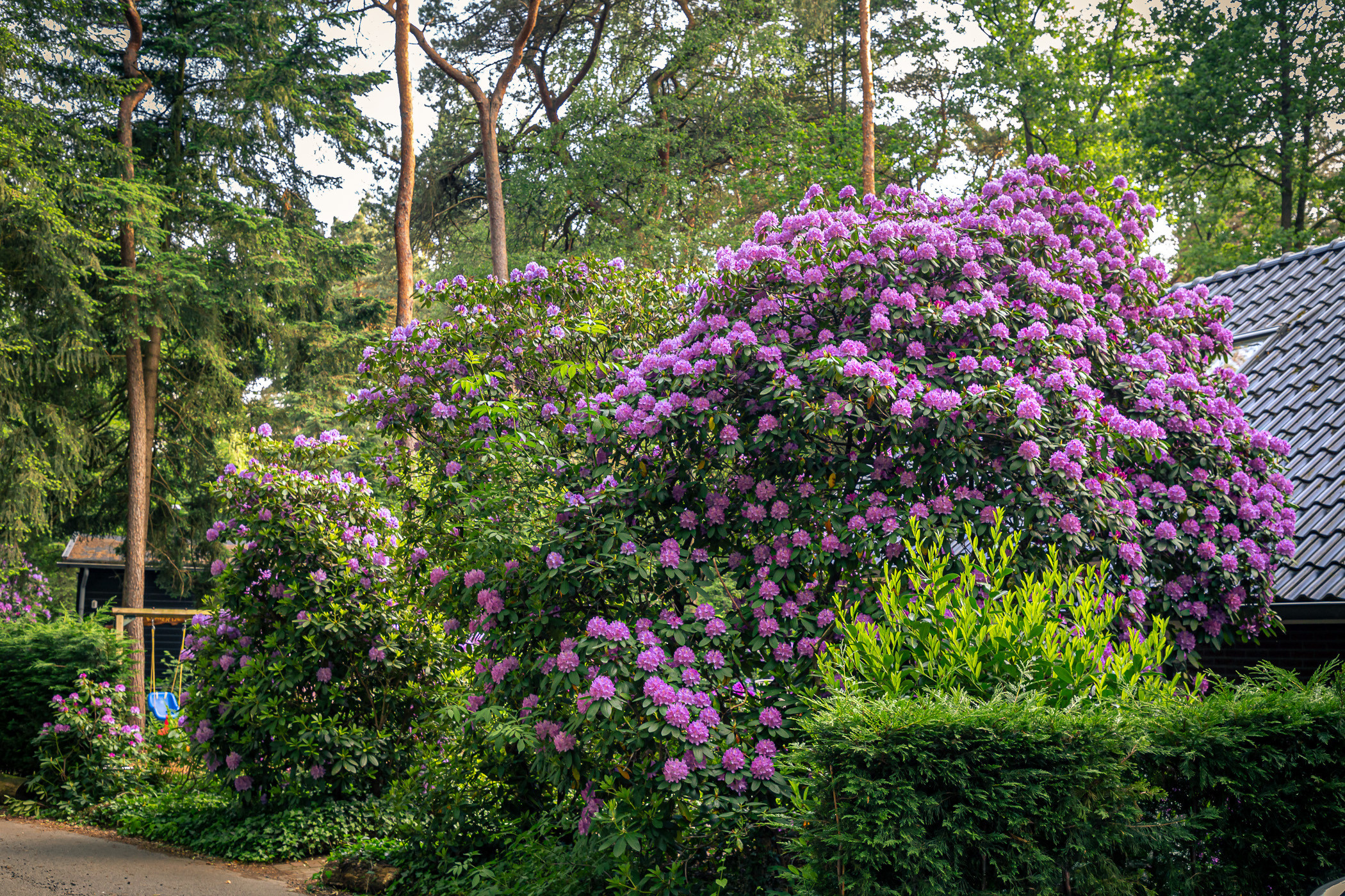 Время рододендронов, Холтен. Фотограф ландшафтных садов и интерьеров Елена Шавловская, Нидерланды