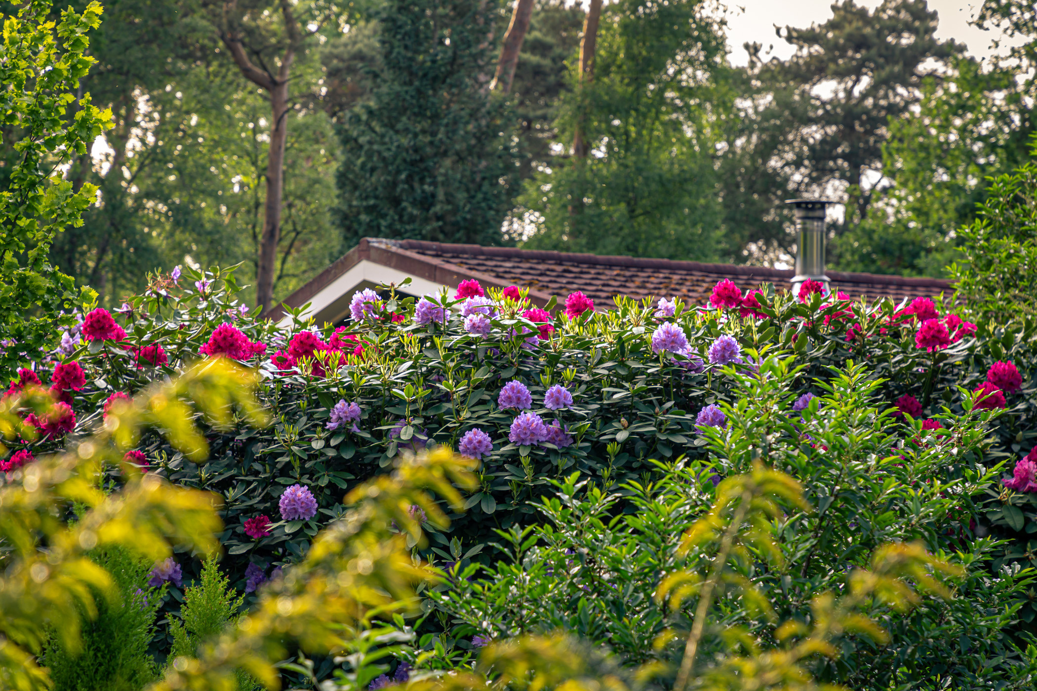 Время рододендронов, Холтен. Фотограф ландшафтных садов и интерьеров Елена Шавловская, Нидерланды