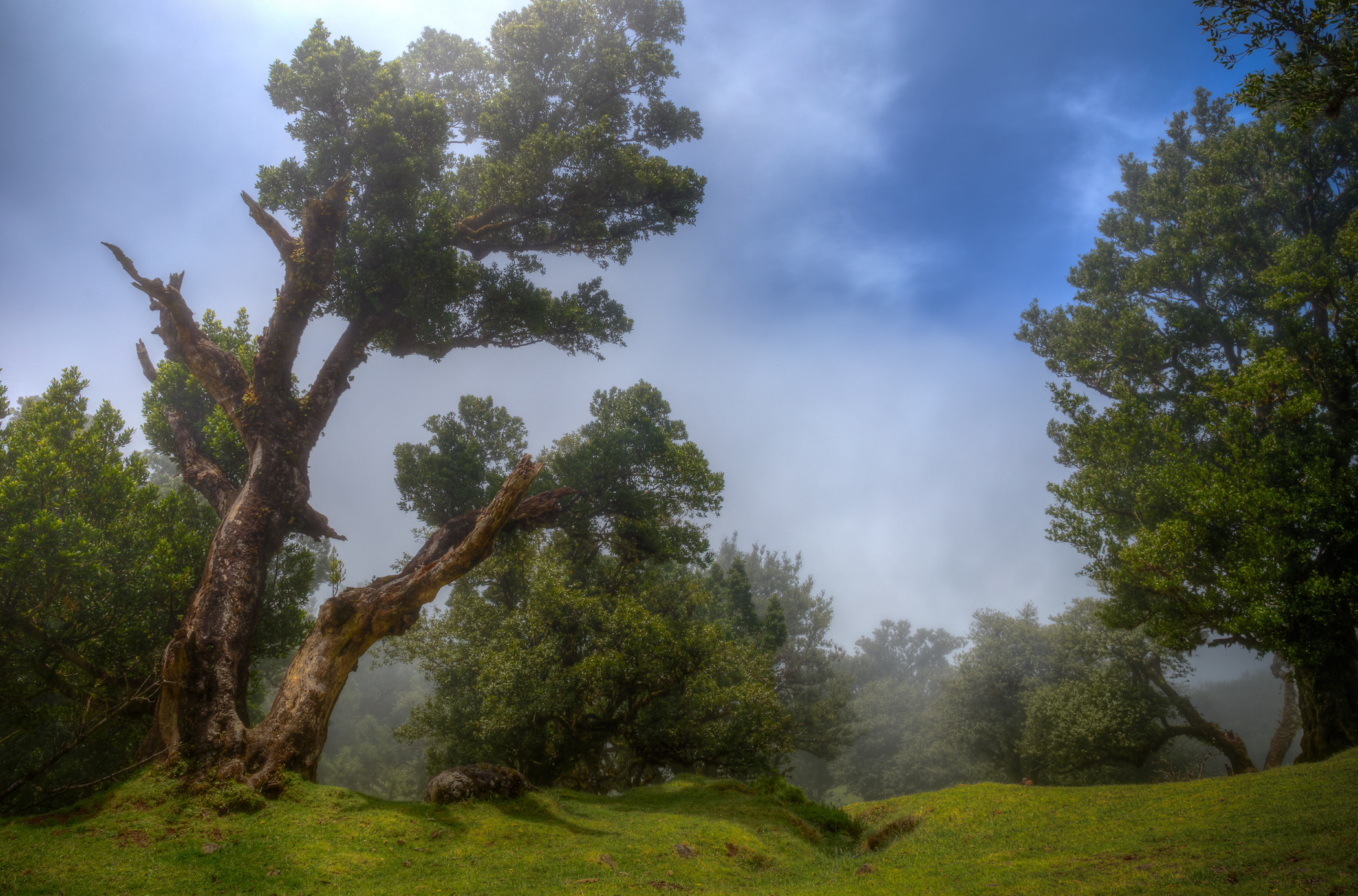 Laurel forest in the fog, Madeira. Garden and interior photographer Elena Shavlovska, Netherlands